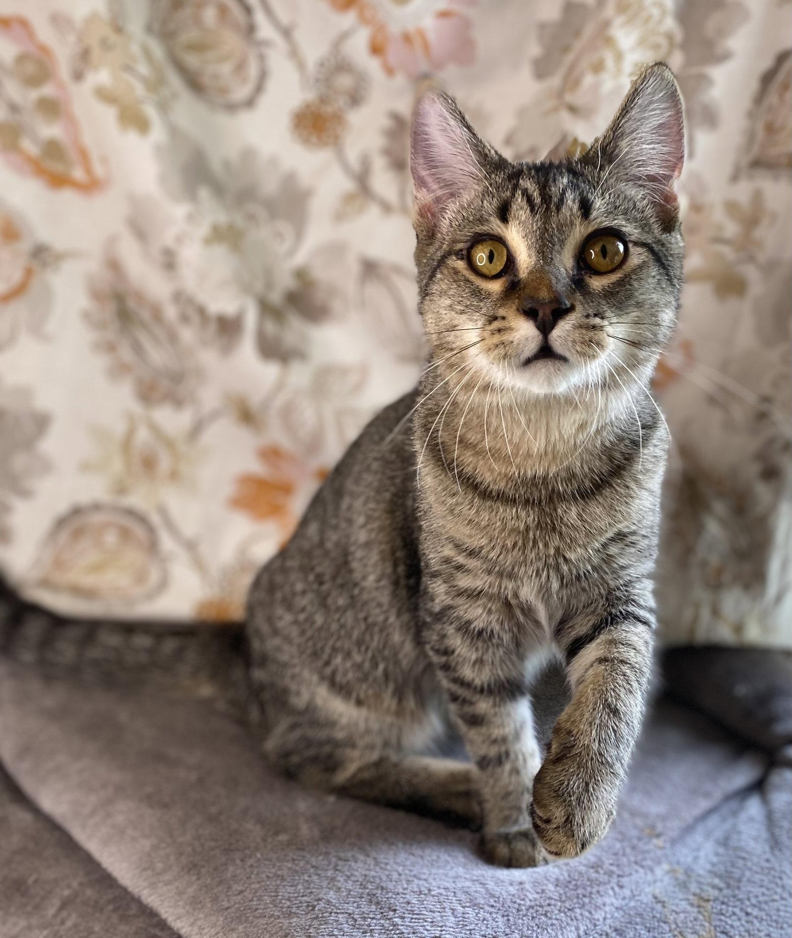 Enlarge Stripes, a Adoptable mixed breed in Cookeville, TN image 3/3