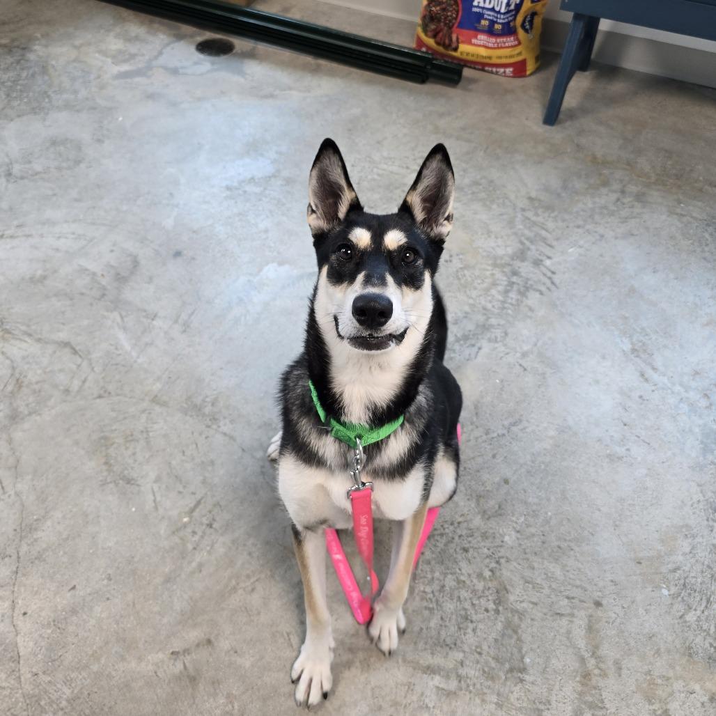 Summer, Adoptable, Young Female Shepherd & Mixed Breed.