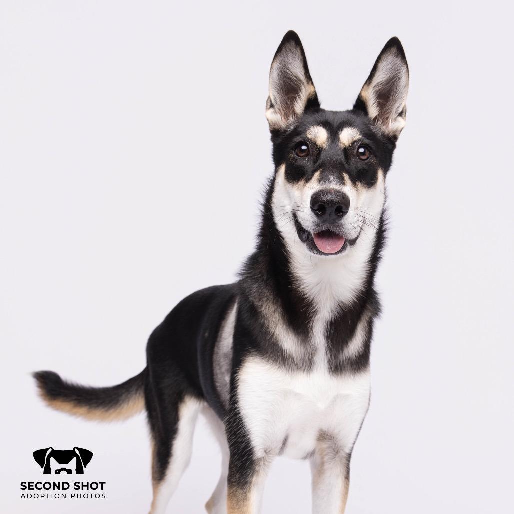 Enlarge Summer, a Adoptable mixed breed in Clearwater, FL image 2/4