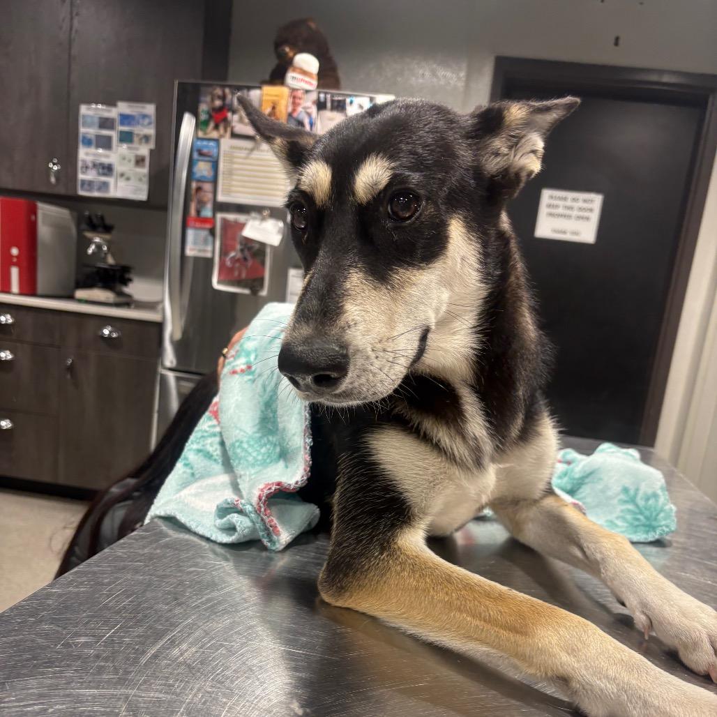 Enlarge Summer, a Adoptable mixed breed in Clearwater, FL image 3/4