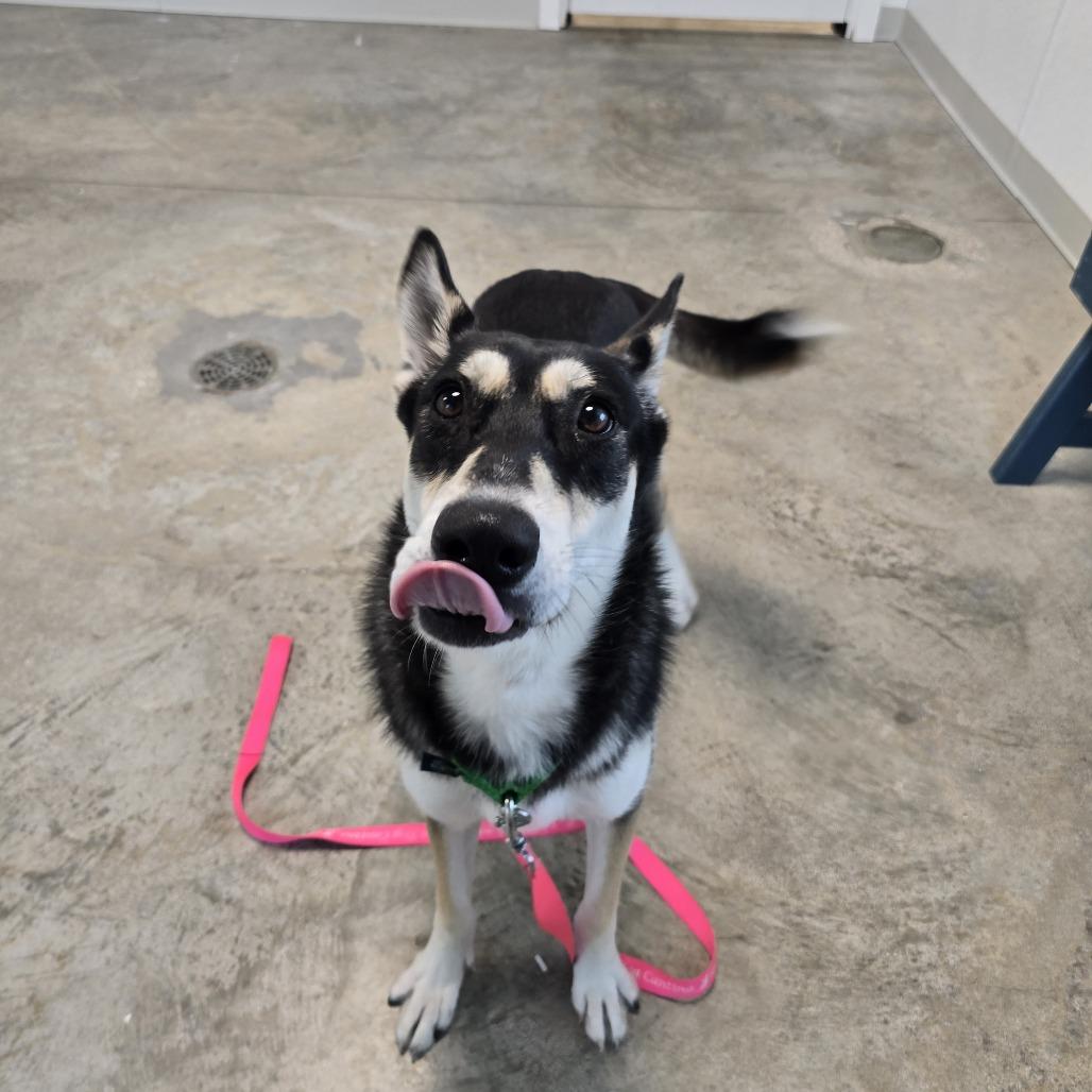 Enlarge Summer, a Adoptable mixed breed in Clearwater, FL image 4/4