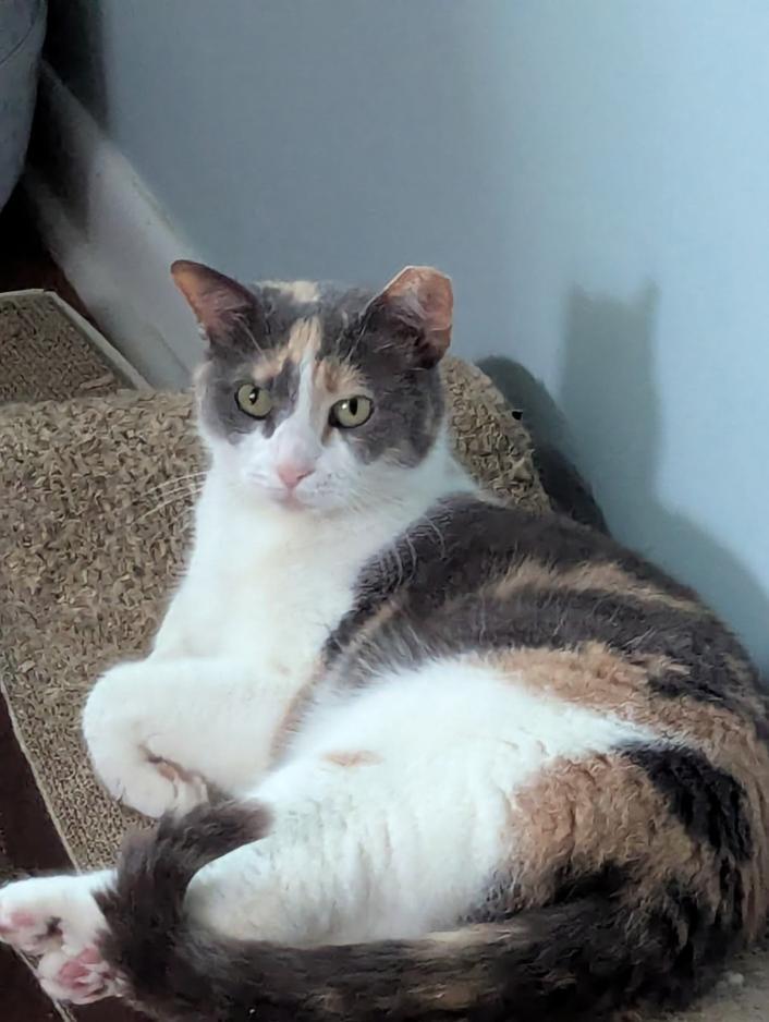 PEBBLES!, Adoptable, Adult Female Dilute Calico & Domestic Short Hair.