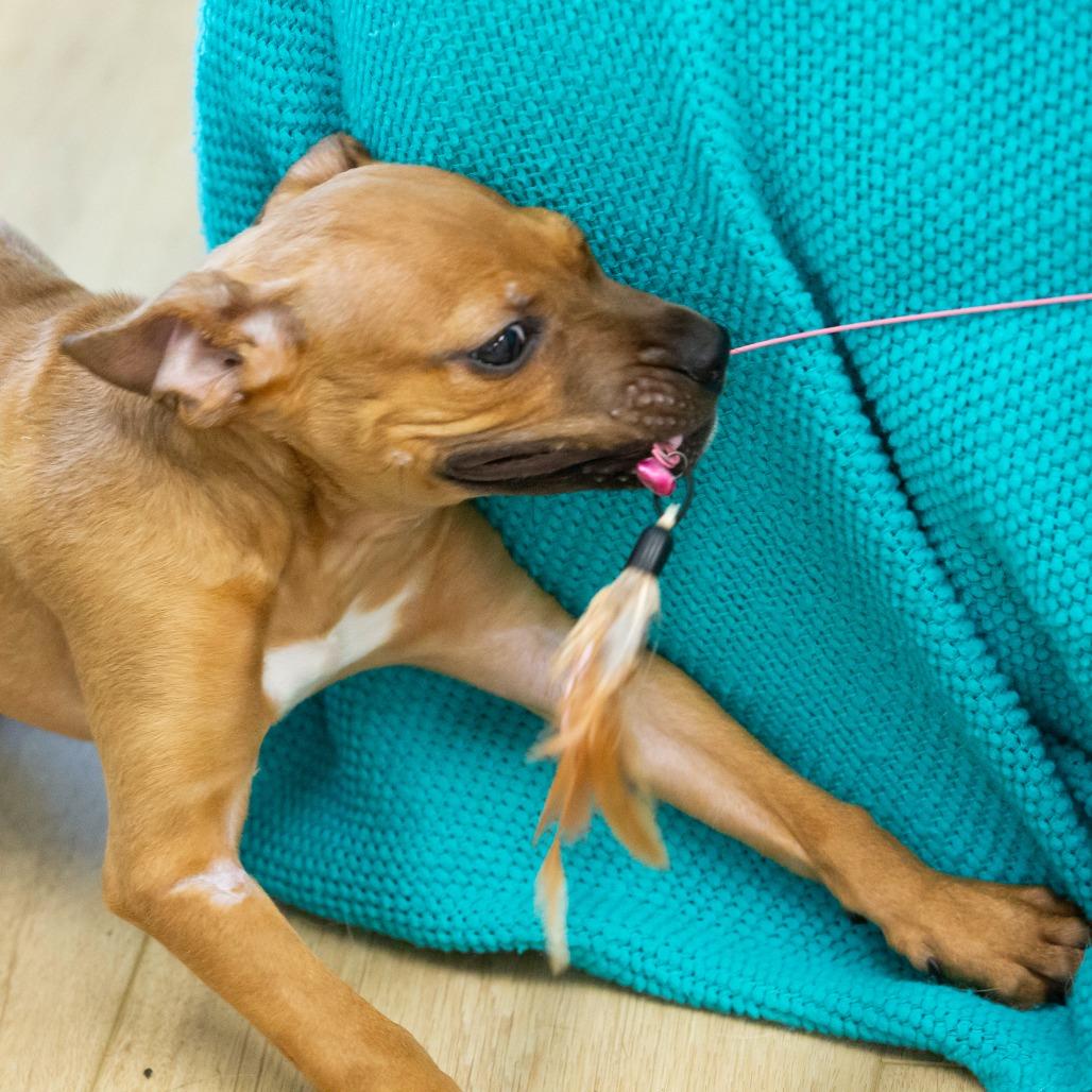 Randy, Adoptable, Puppy Male Mixed Breed.