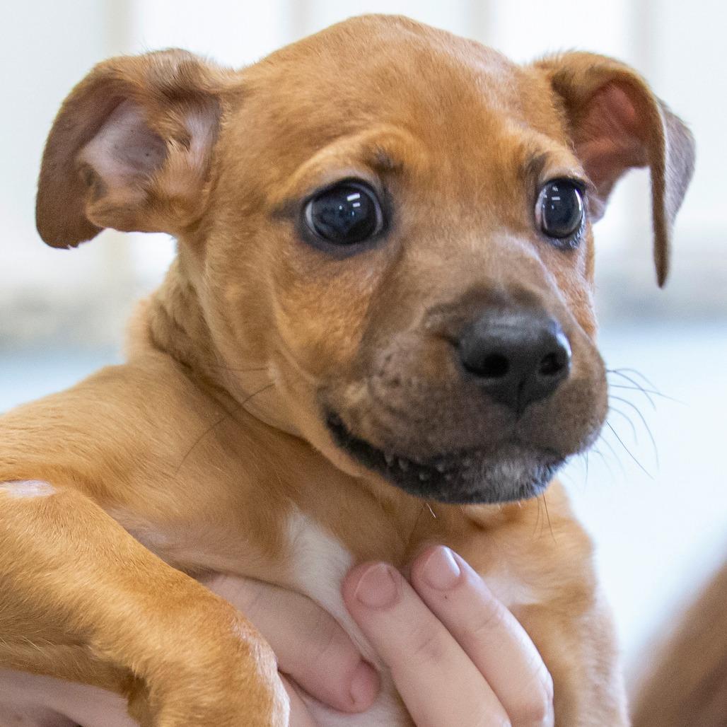 Enlarge Randy, a Adoptable Mixed Breed in Cartersville, GA image 2/4
