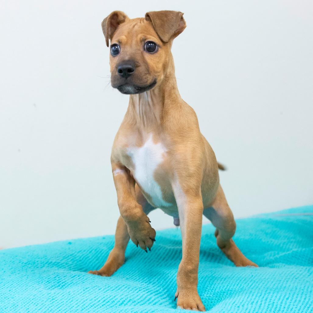 Enlarge Randy, a Adoptable Mixed Breed in Cartersville, GA image 3/4