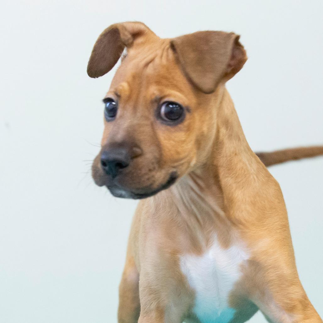 Enlarge Randy, a Adoptable Mixed Breed in Cartersville, GA image 4/4