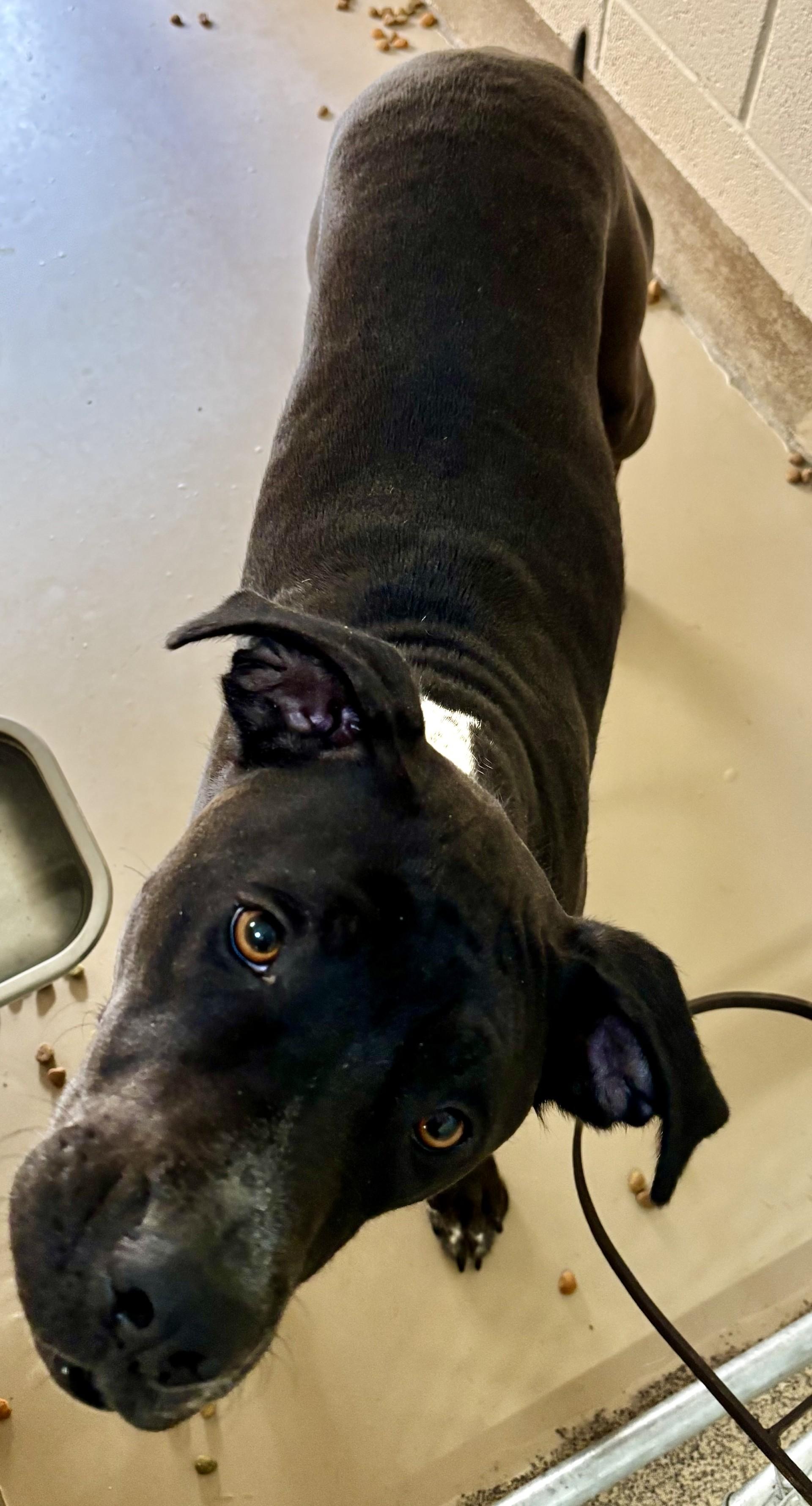 Enlarge Bowser, a Adoptable mixed breed in Sierra Vista, AZ image 1/1