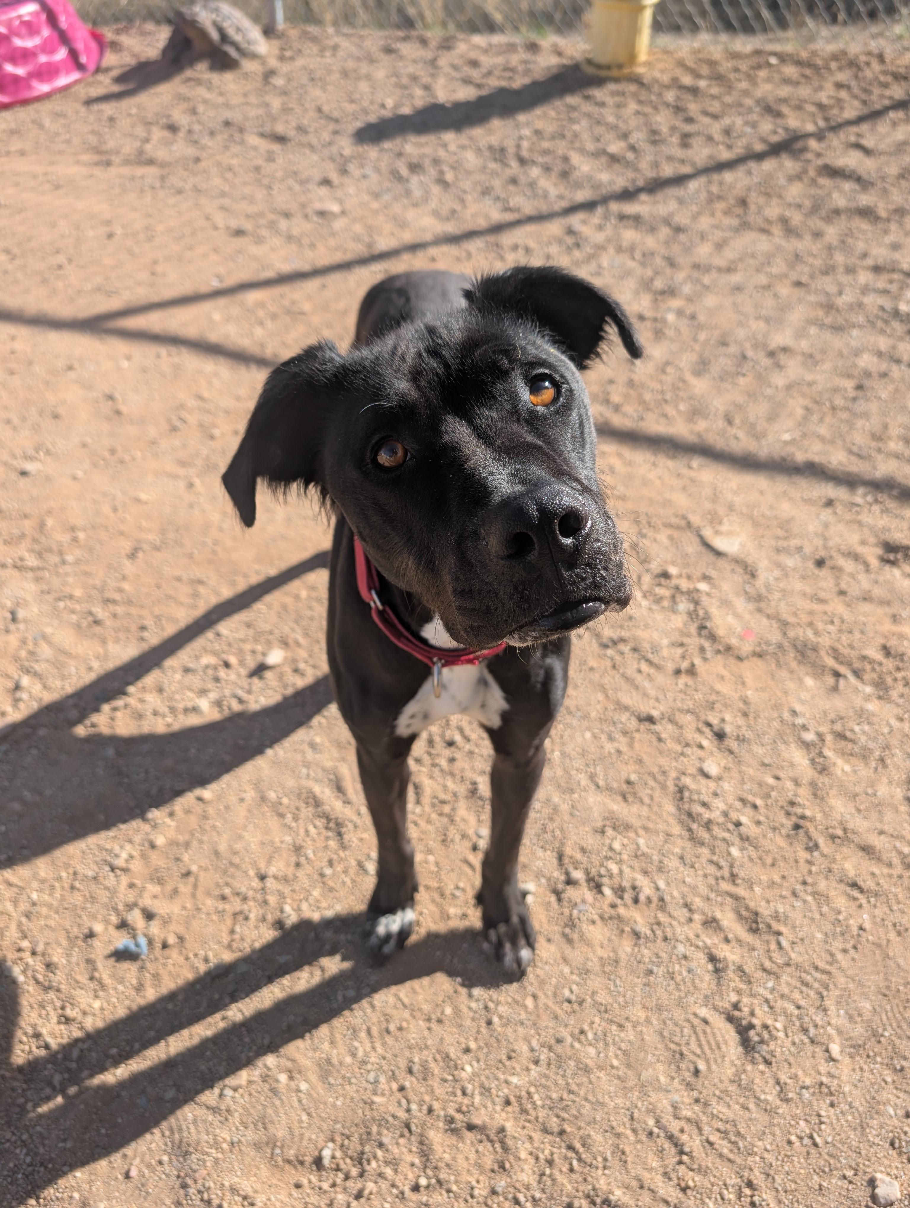 Enlarge Bowser, a Adoptable mixed breed in Sierra Vista, AZ image 3/3