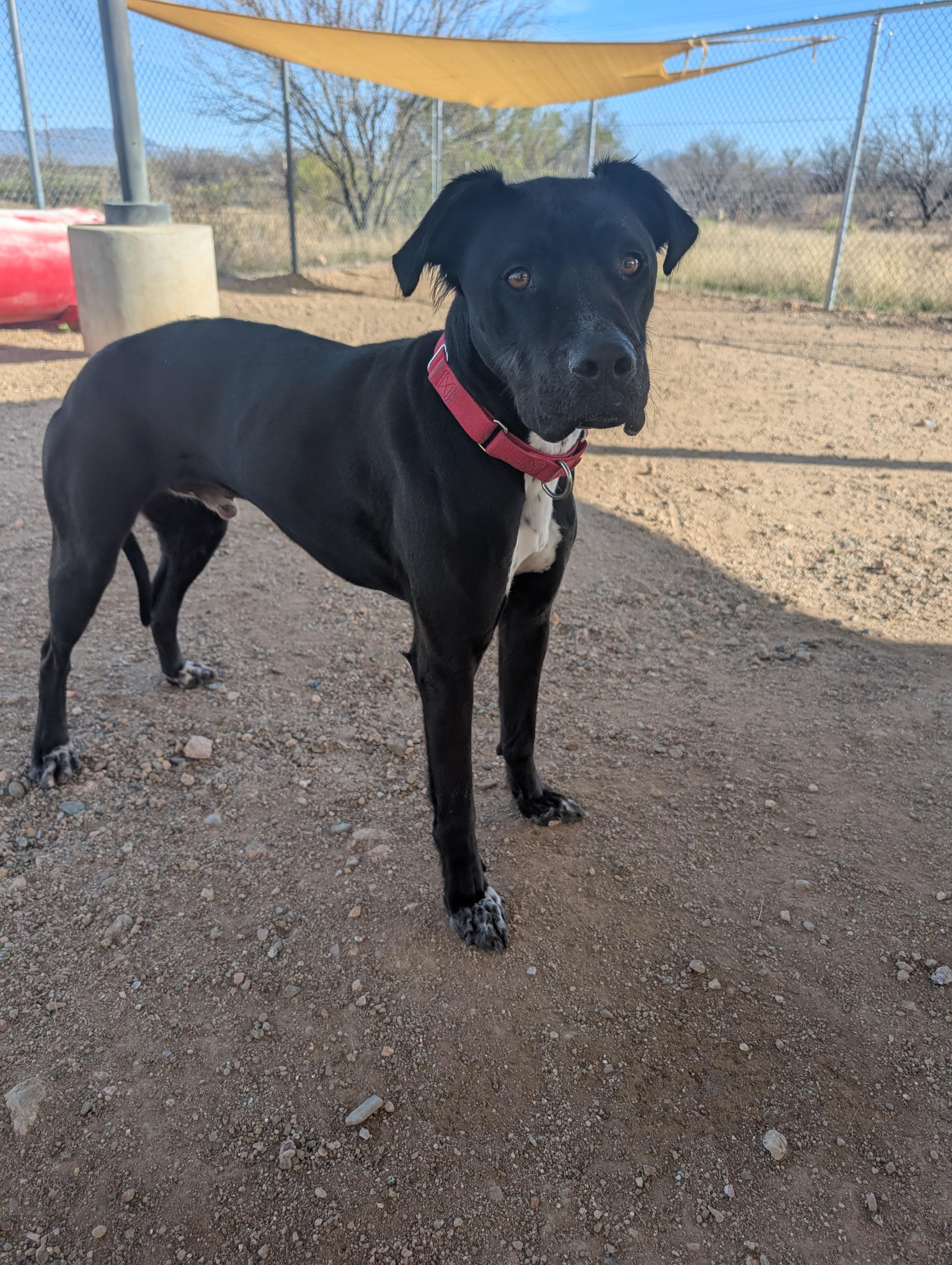 Enlarge Bowser, a Adoptable mixed breed in Sierra Vista, AZ image 1/3