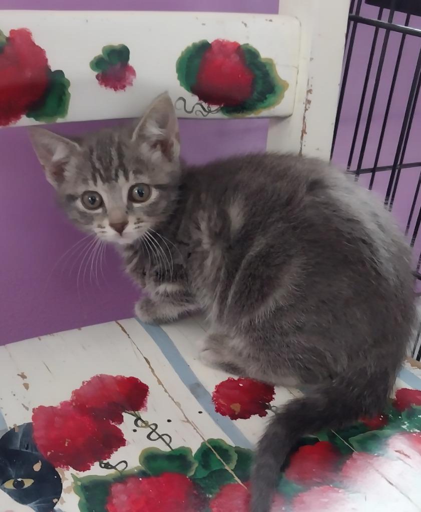 Baby Cakes * IN FOSTER *, Adoptable, Kitten Female Domestic Short Hair.