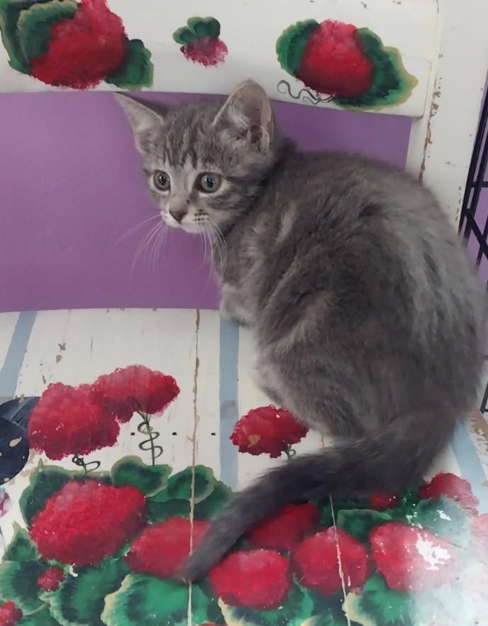 Baby Cakes * IN FOSTER *, Adoptable, Kitten Female Domestic Short Hair.