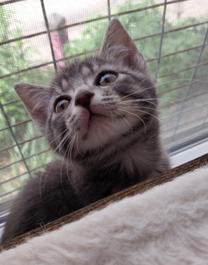 Baby Cakes * IN FOSTER *, a Adoptable mixed breed in South Bend, IN image 3/4