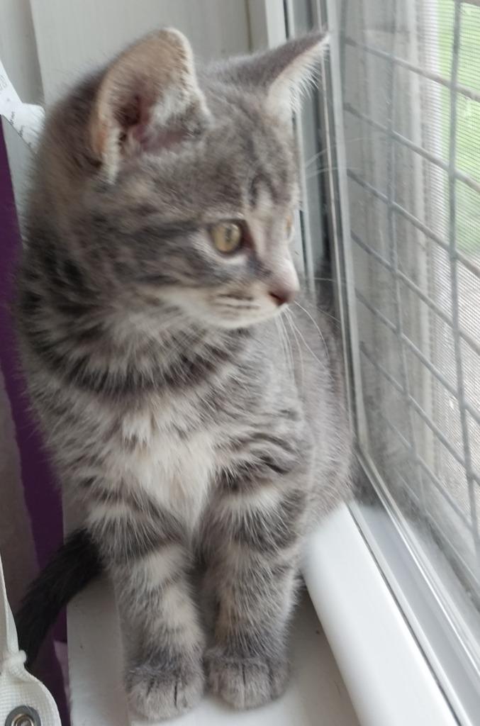 Baby Cakes * IN FOSTER *, a Adoptable mixed breed in South Bend, IN image 4/4