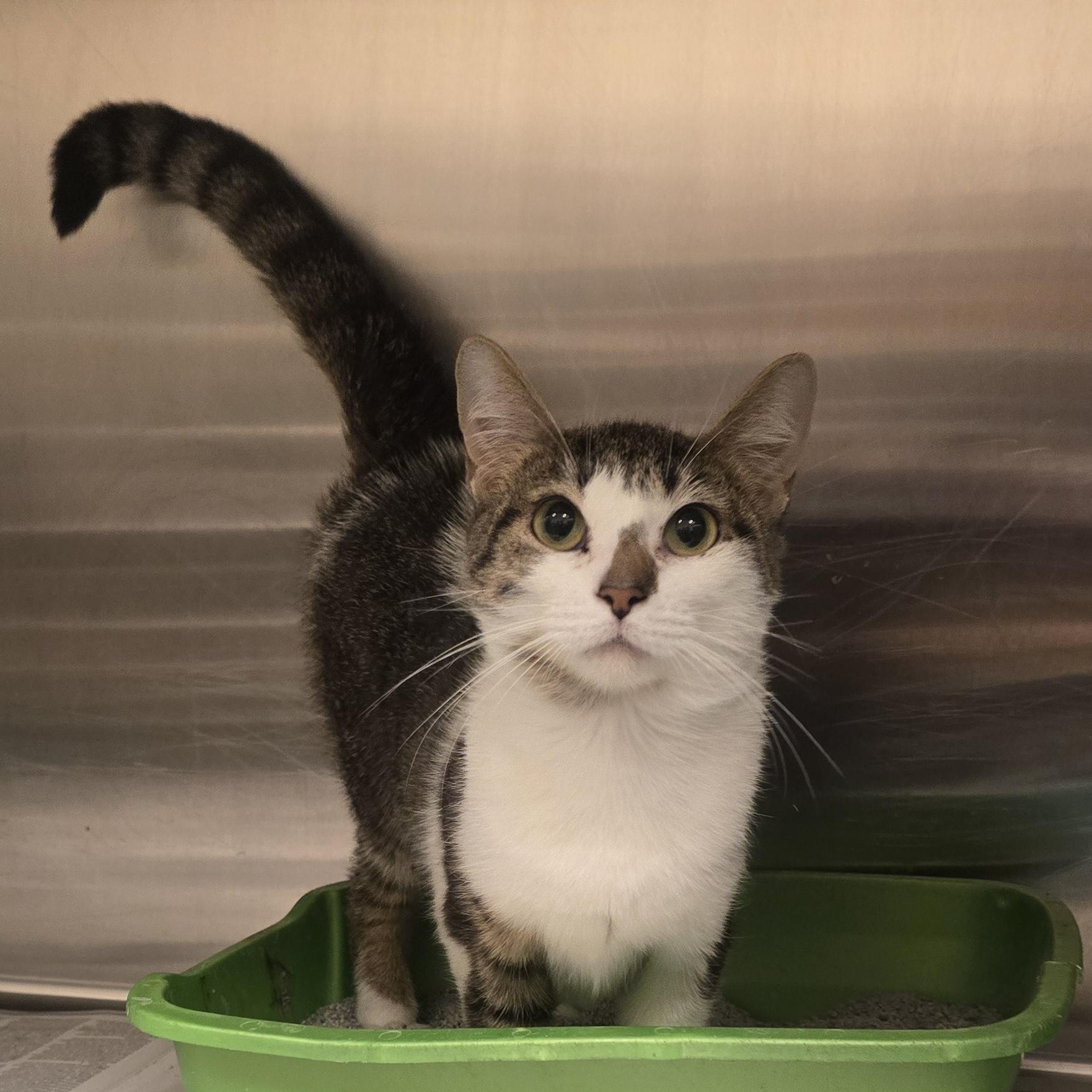 Enlarge Peyton, a Adoptable Domestic Short Hair in Cicero, IL image 1/1