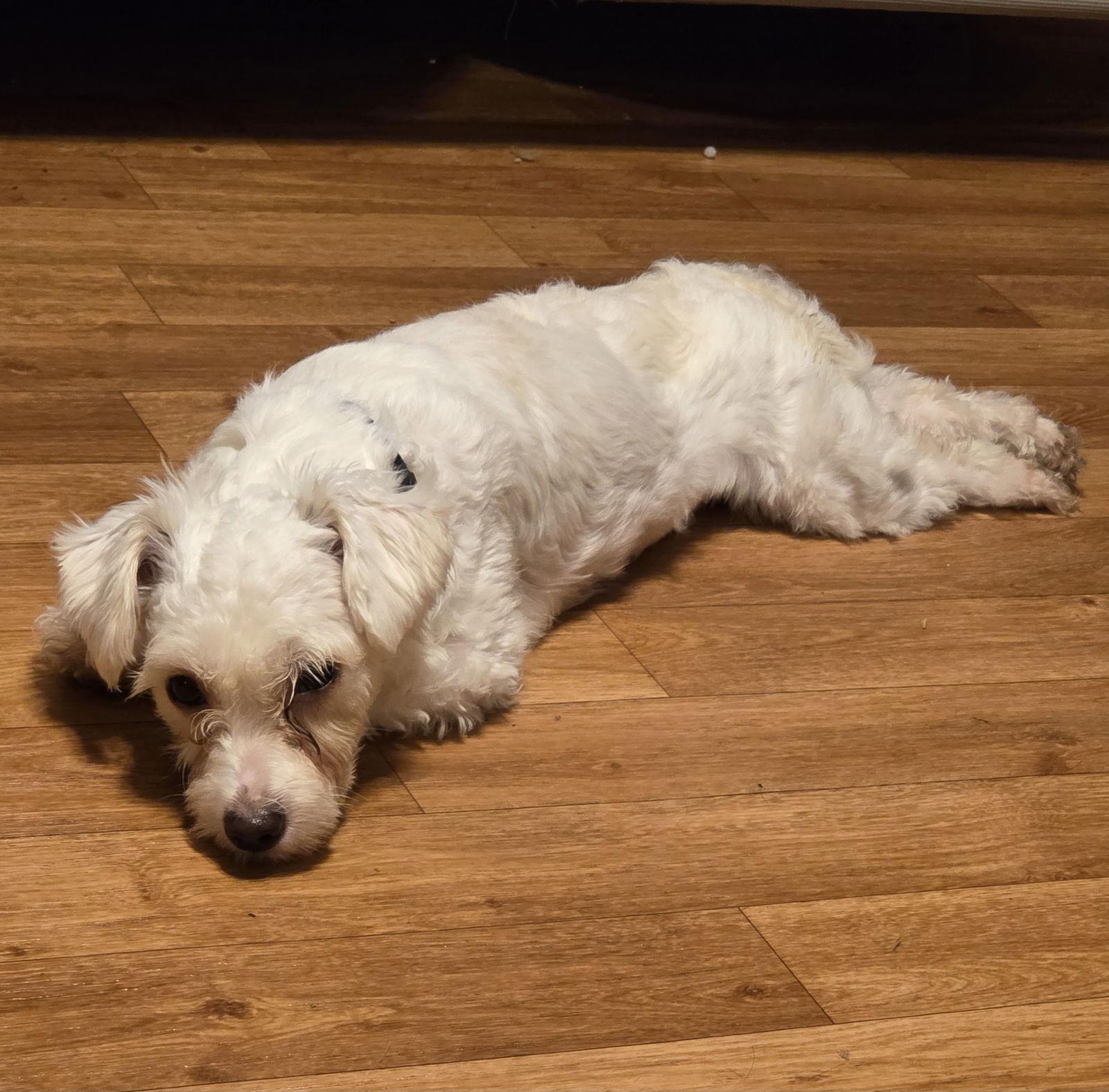 Enlarge Mabel, a Adopted mixed breed in Iroquois, IL image 1/3