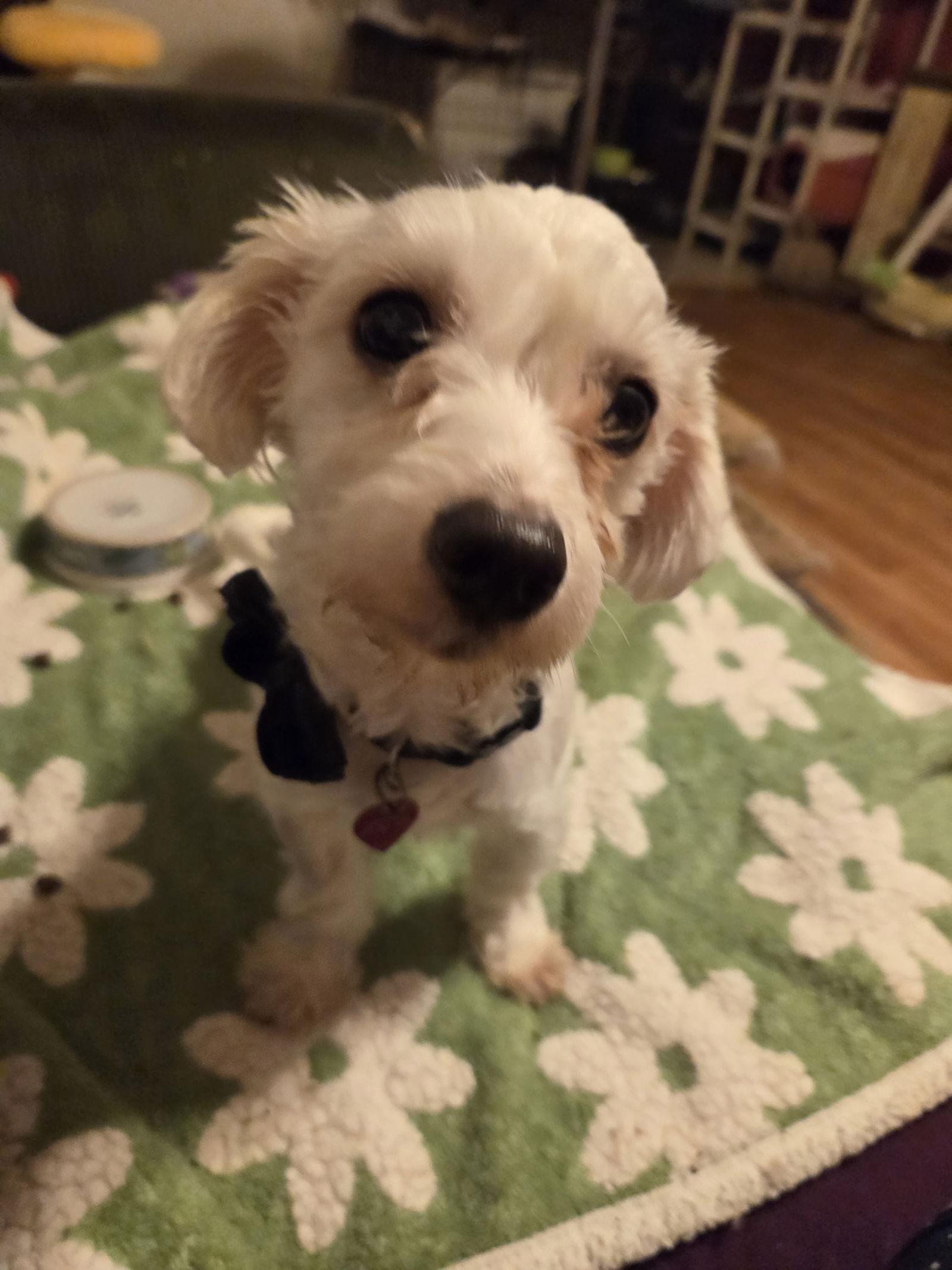 Enlarge Mabel, a Adopted mixed breed in Iroquois, IL image 2/3