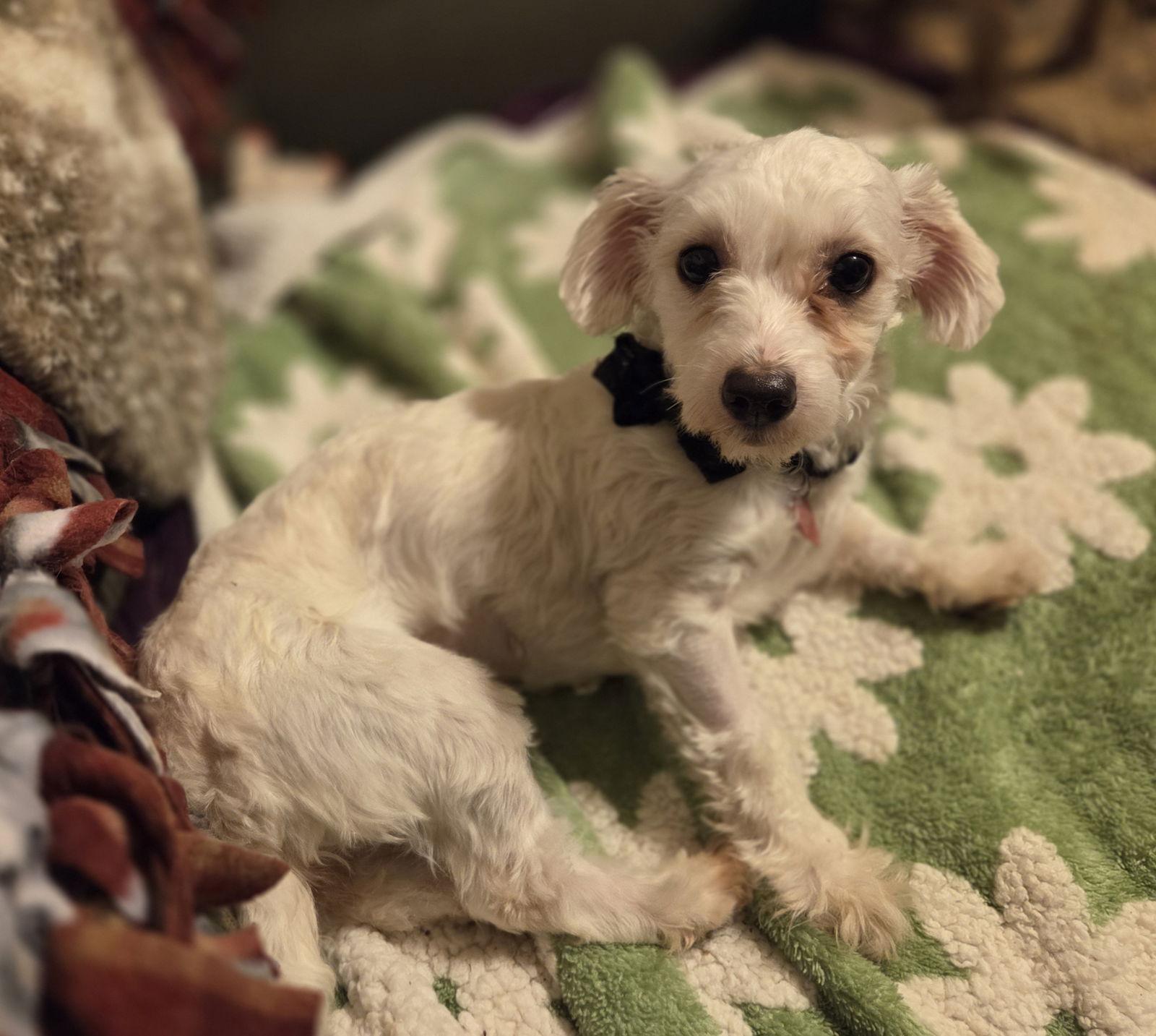 Enlarge Mabel, a Adopted mixed breed in Iroquois, IL image 3/3