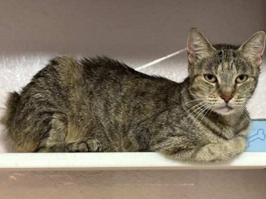 Momma Romy, ADOPTABLE, Adult Female Manx.