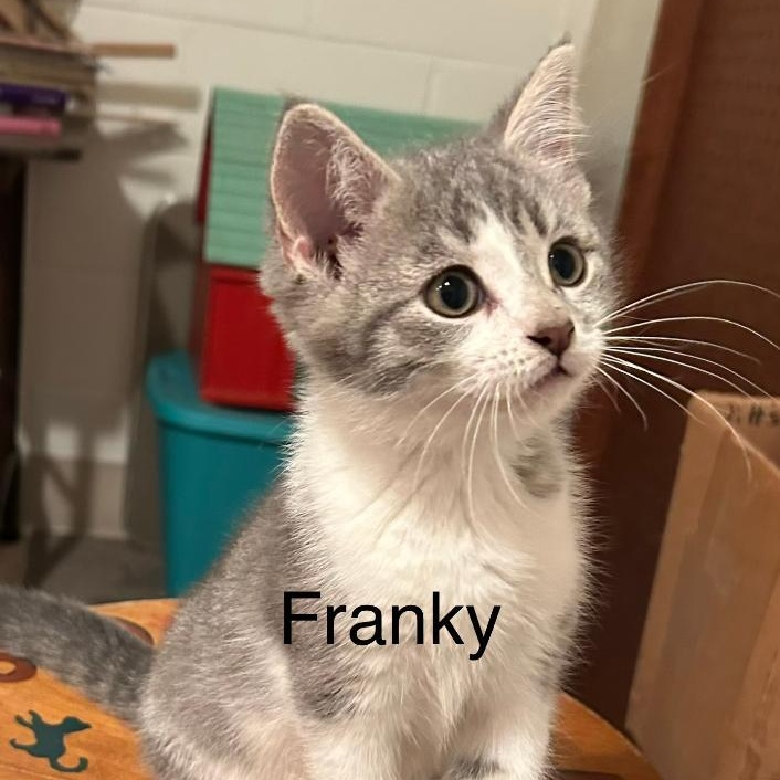 Enlarge FRANKY, a ADOPTABLE Domestic Short Hair in Gresham, WI image 1/1