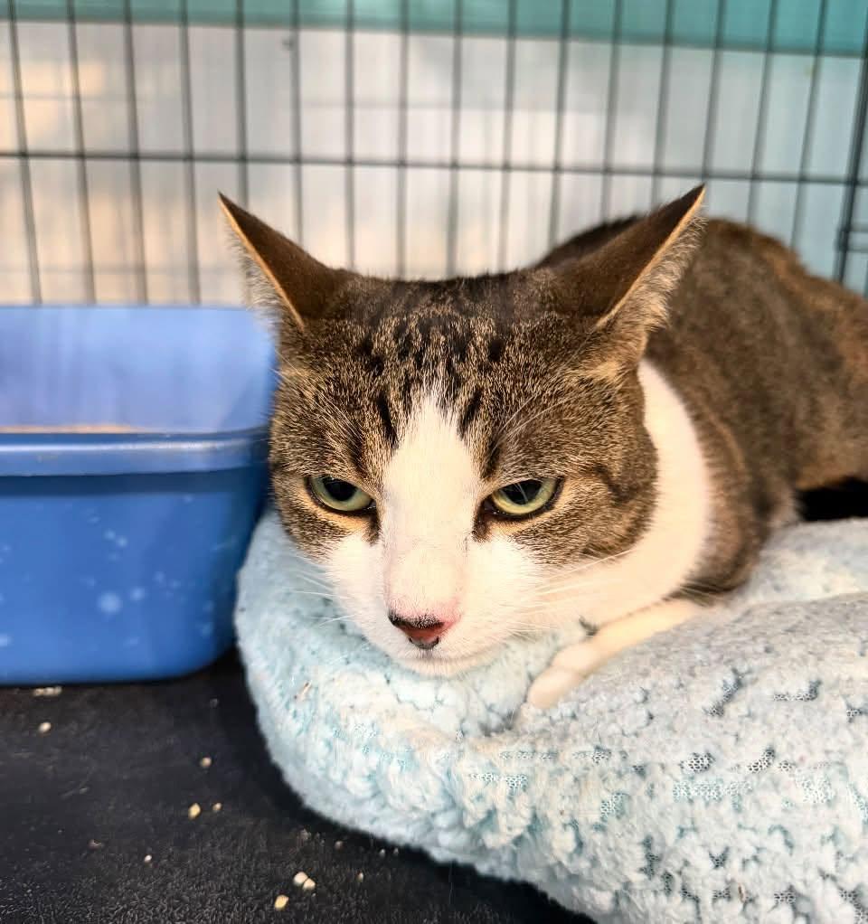 Sia, ADOPTABLE, Young Female Domestic Short Hair.