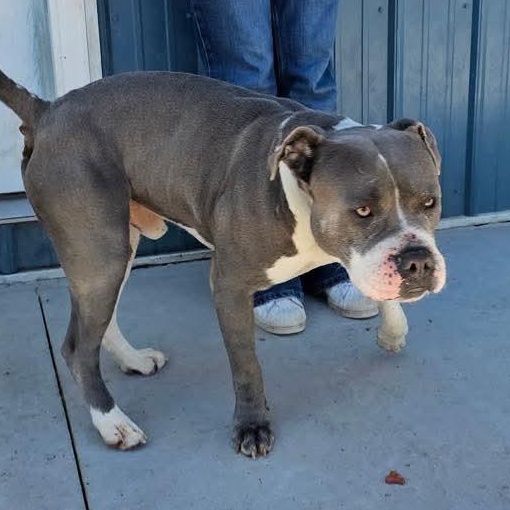Hootie, Adoptable, Adult Male Pit Bull Terrier.