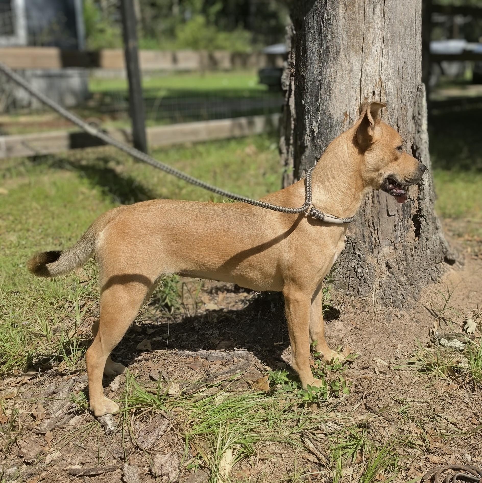Enlarge Paisley, a Adoptable mixed breed in Nashville, TN image 3/6