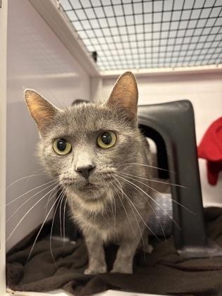 Valley, Adoptable, Adult Female Domestic Short Hair & Domestic Short Hair.