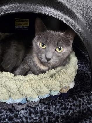 Valley, Adoptable, Adult Female Domestic Short Hair & Domestic Short Hair.