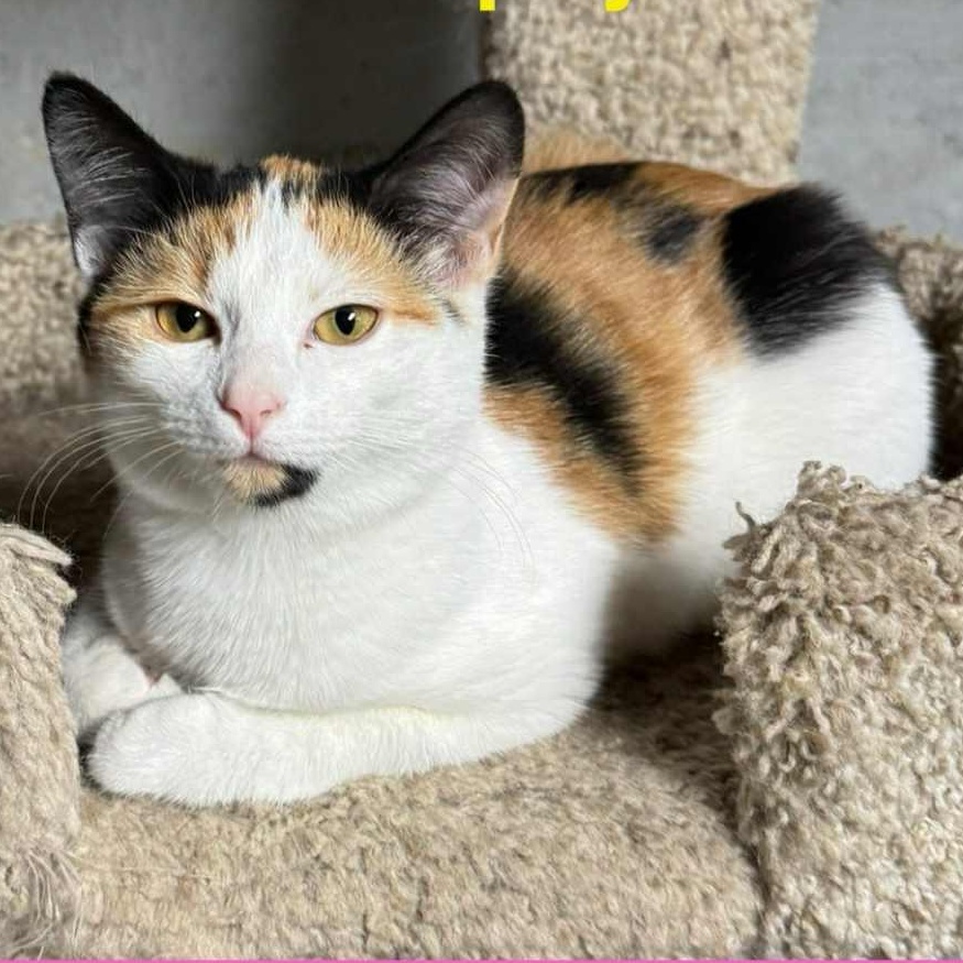 Enlarge Cali, a ADOPTABLE Domestic Short Hair in Webster City, IA image 1/1