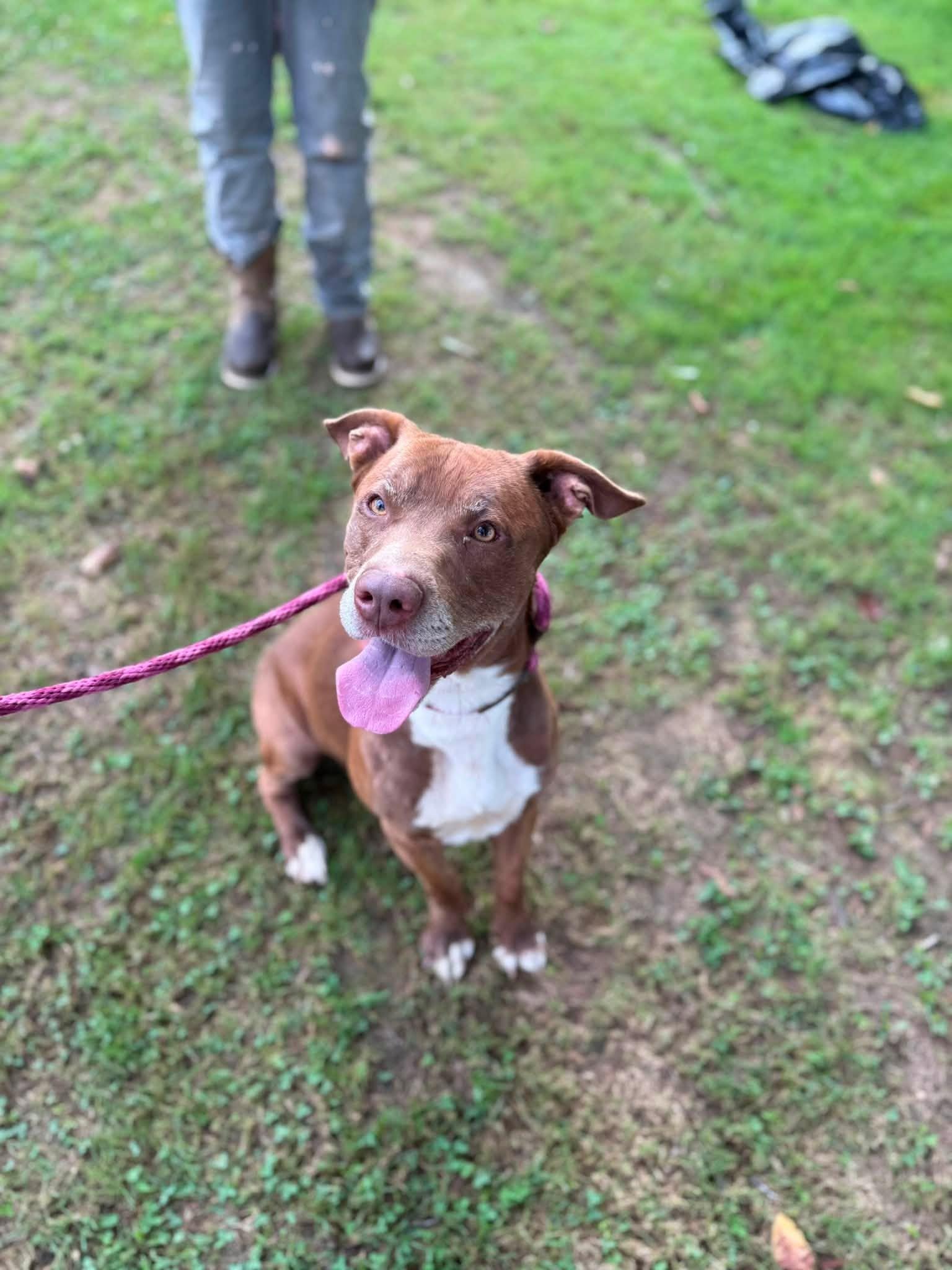 Enlarge Bailey, a ADOPTABLE mixed breed in Pembroke, MA image 1/5