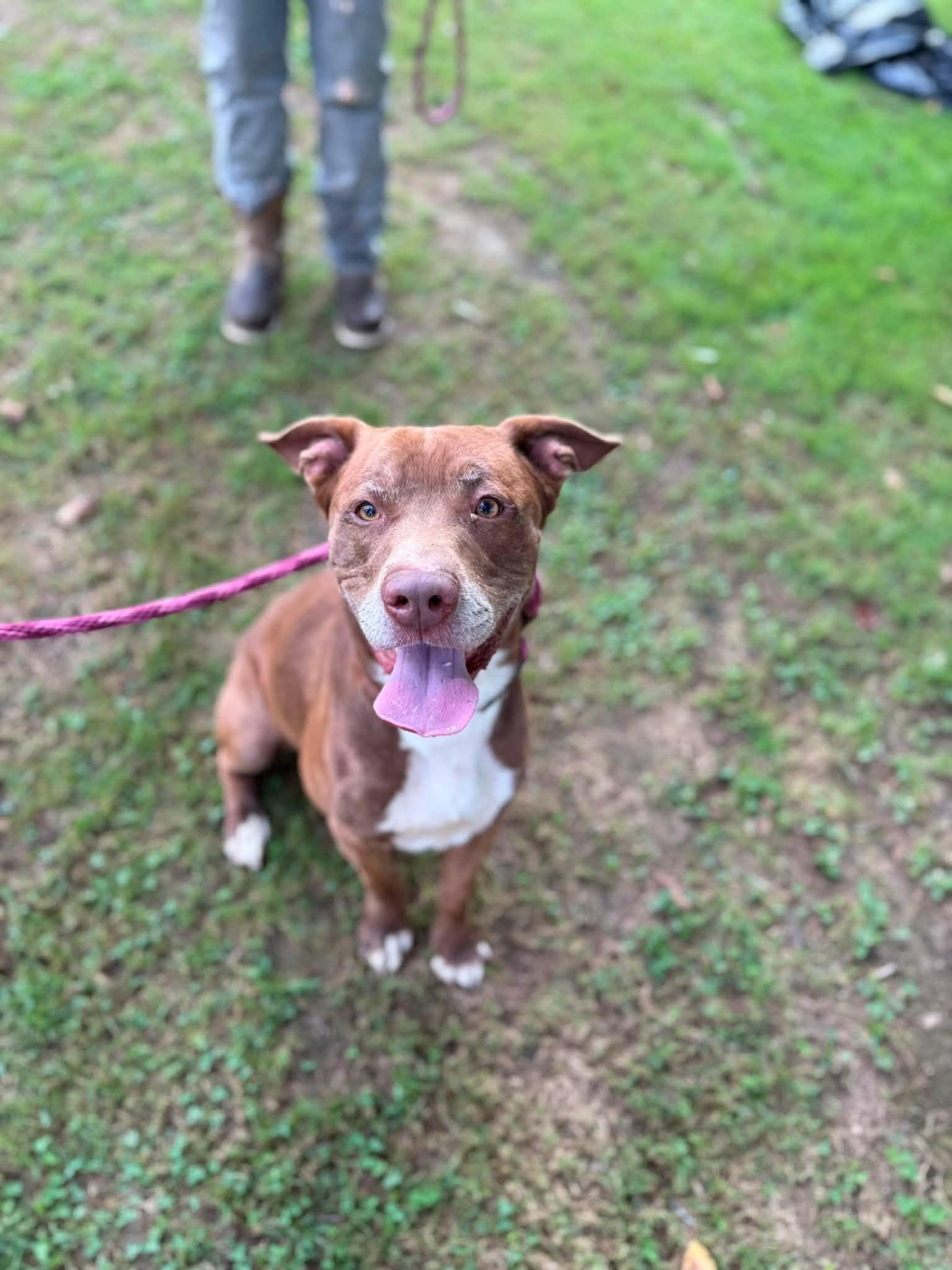 Enlarge Bailey, a ADOPTABLE mixed breed in Pembroke, MA image 4/5
