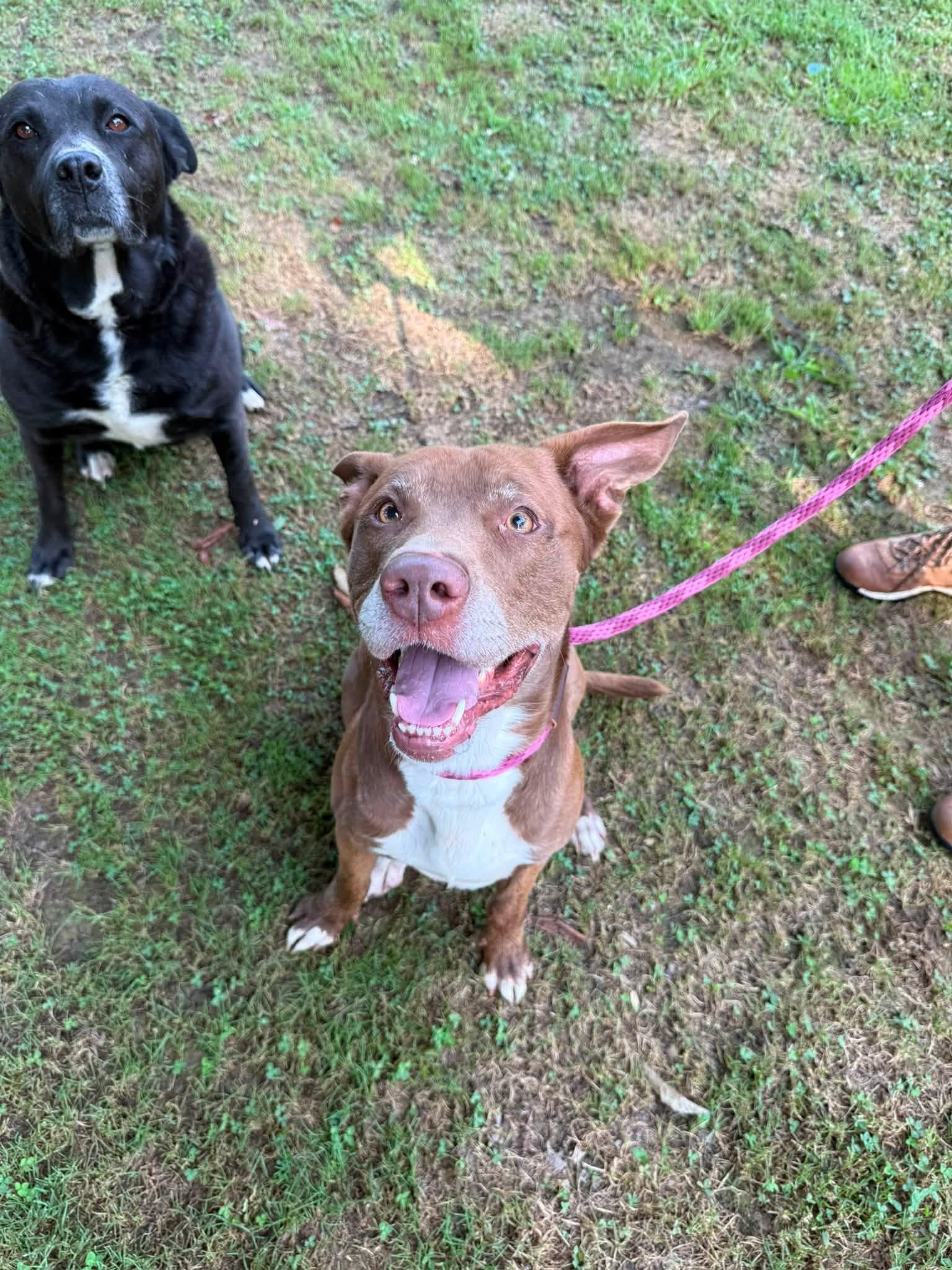 Enlarge Bailey, a ADOPTABLE mixed breed in Pembroke, MA image 3/5