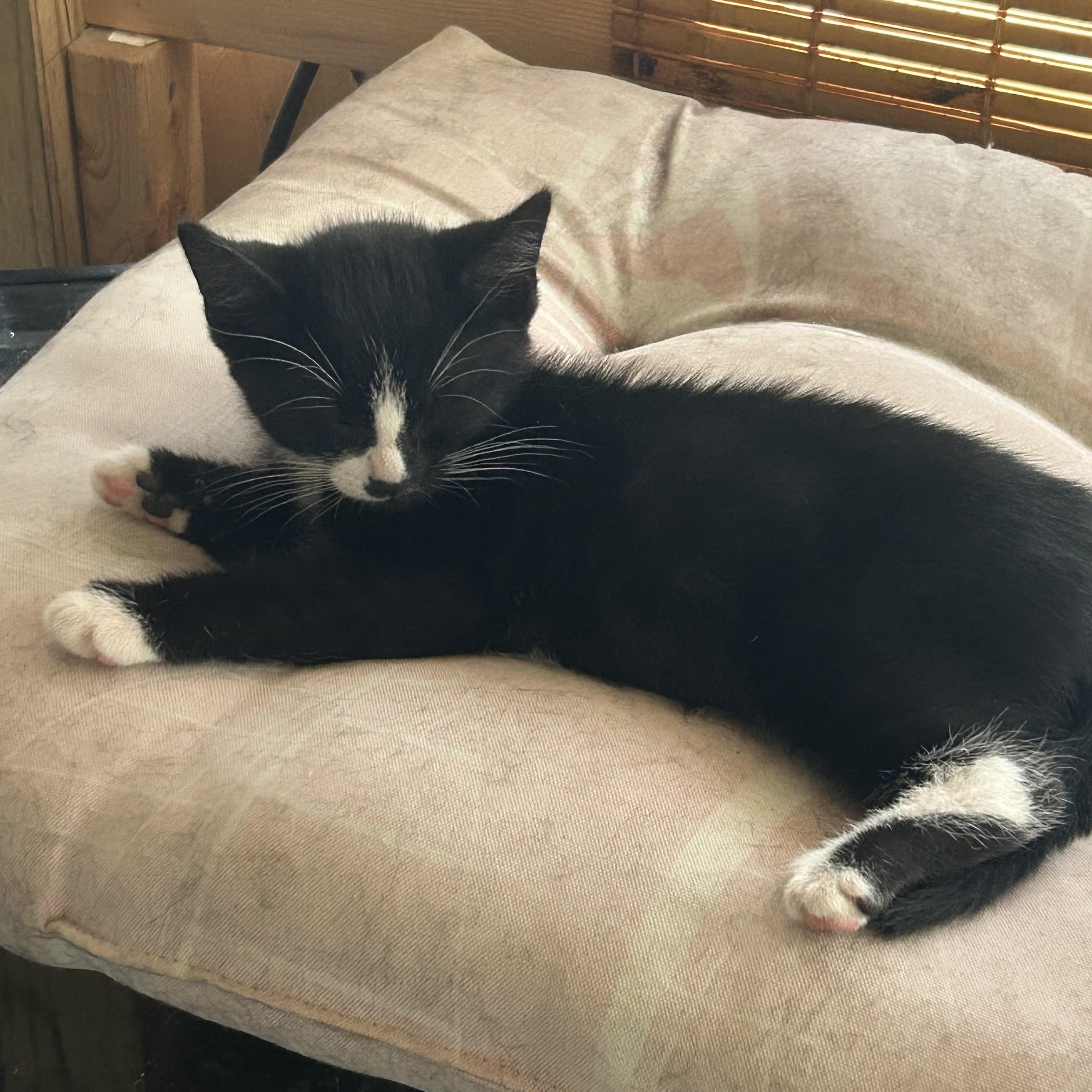 Stuart, Adoptable, Kitten Male Domestic Short Hair.