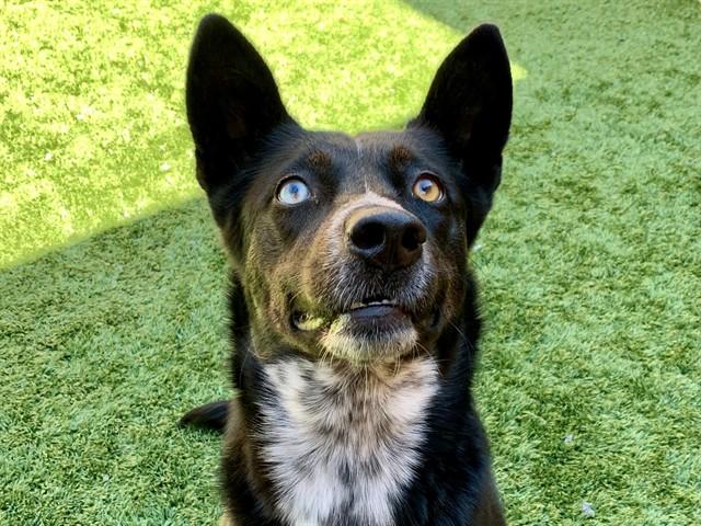 Enlarge SAVE ME PLEASE Mallory - IDA554446, a Adopted mixed breed in San Marcos, CA image 1/1
