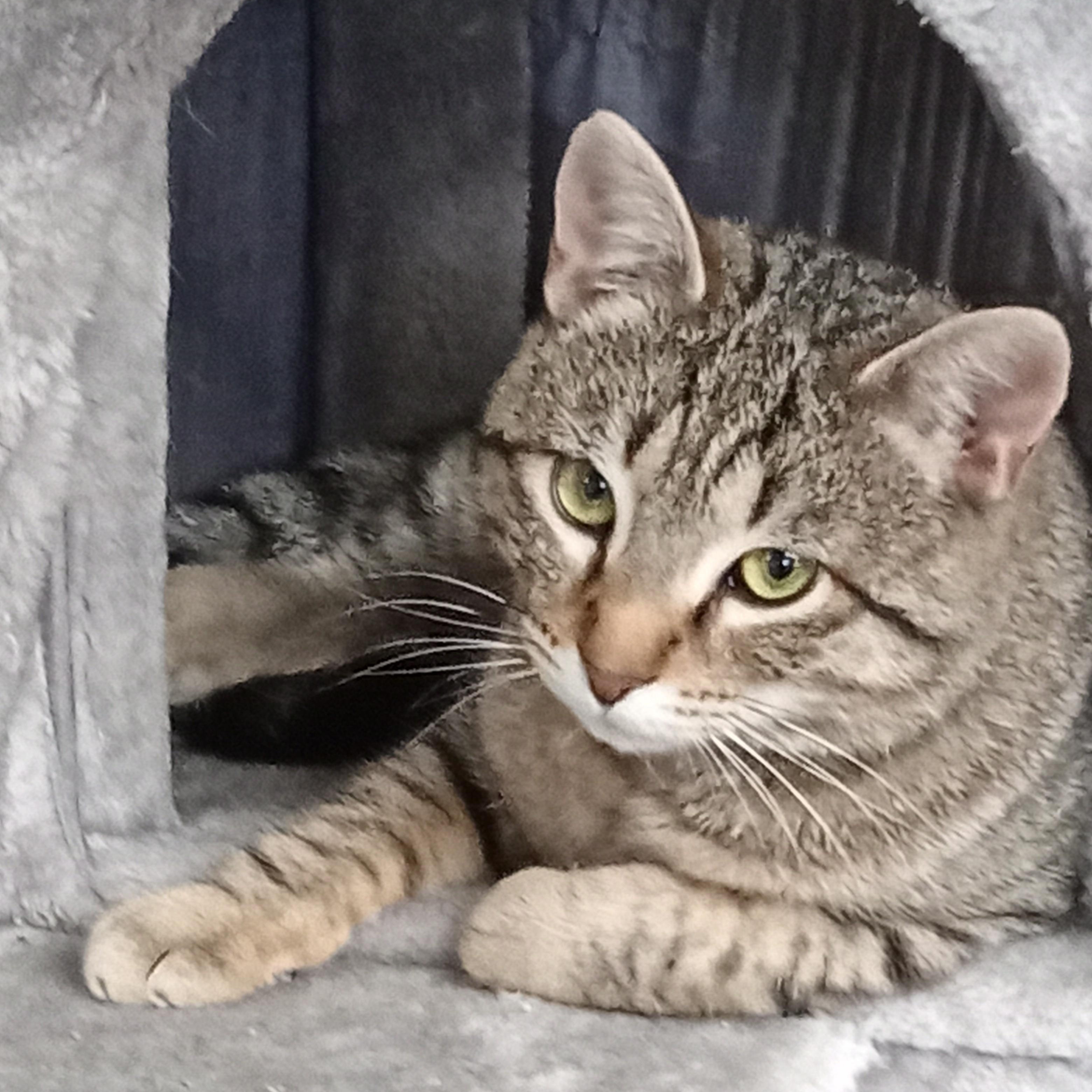 Enlarge Fritz, an adopted Domestic Short Hair in Chehalis, WA image 2/6
