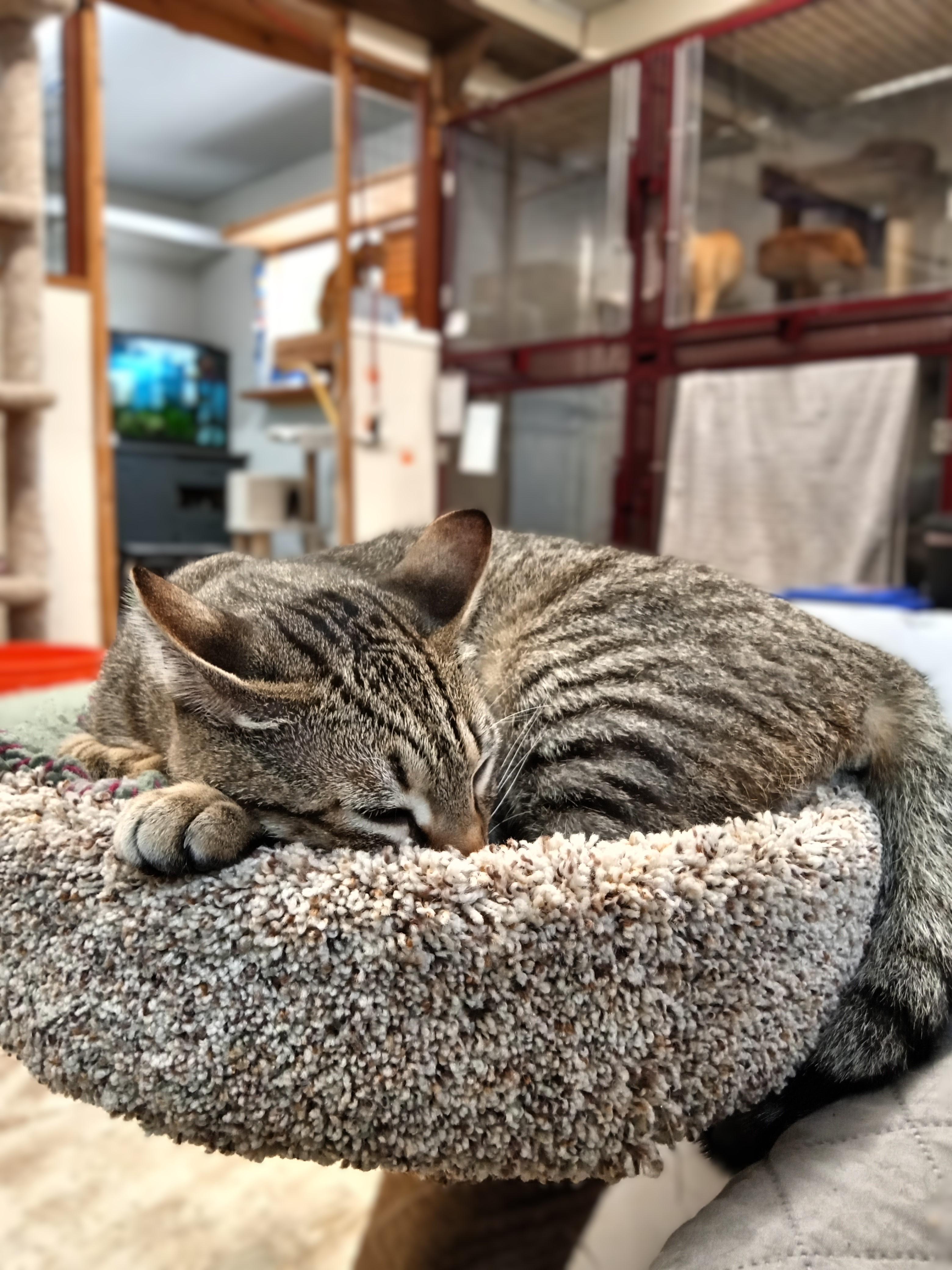 Enlarge Fritz, an adopted Domestic Short Hair in Chehalis, WA image 6/6