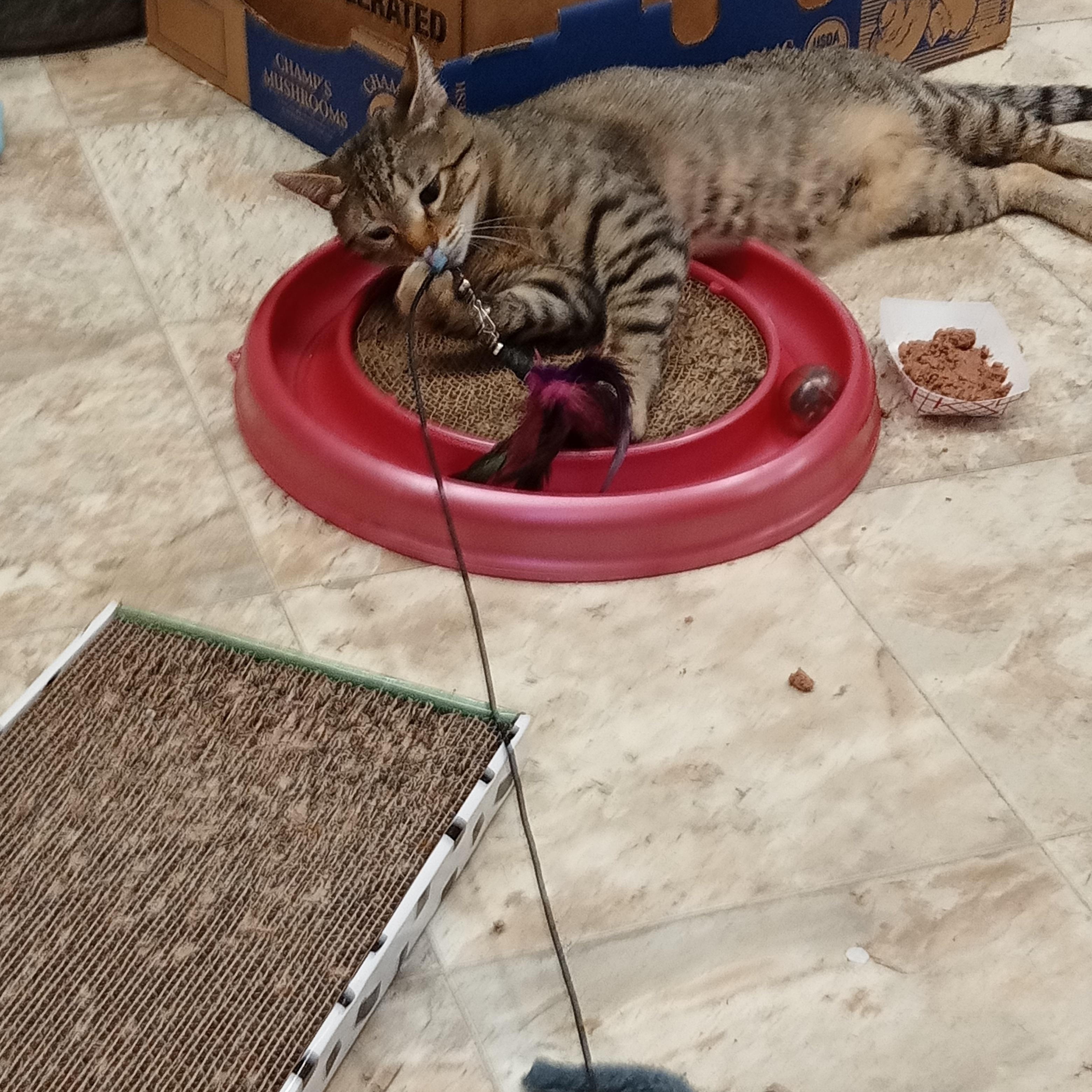 Enlarge Fritz, an adopted Domestic Short Hair in Chehalis, WA image 3/6