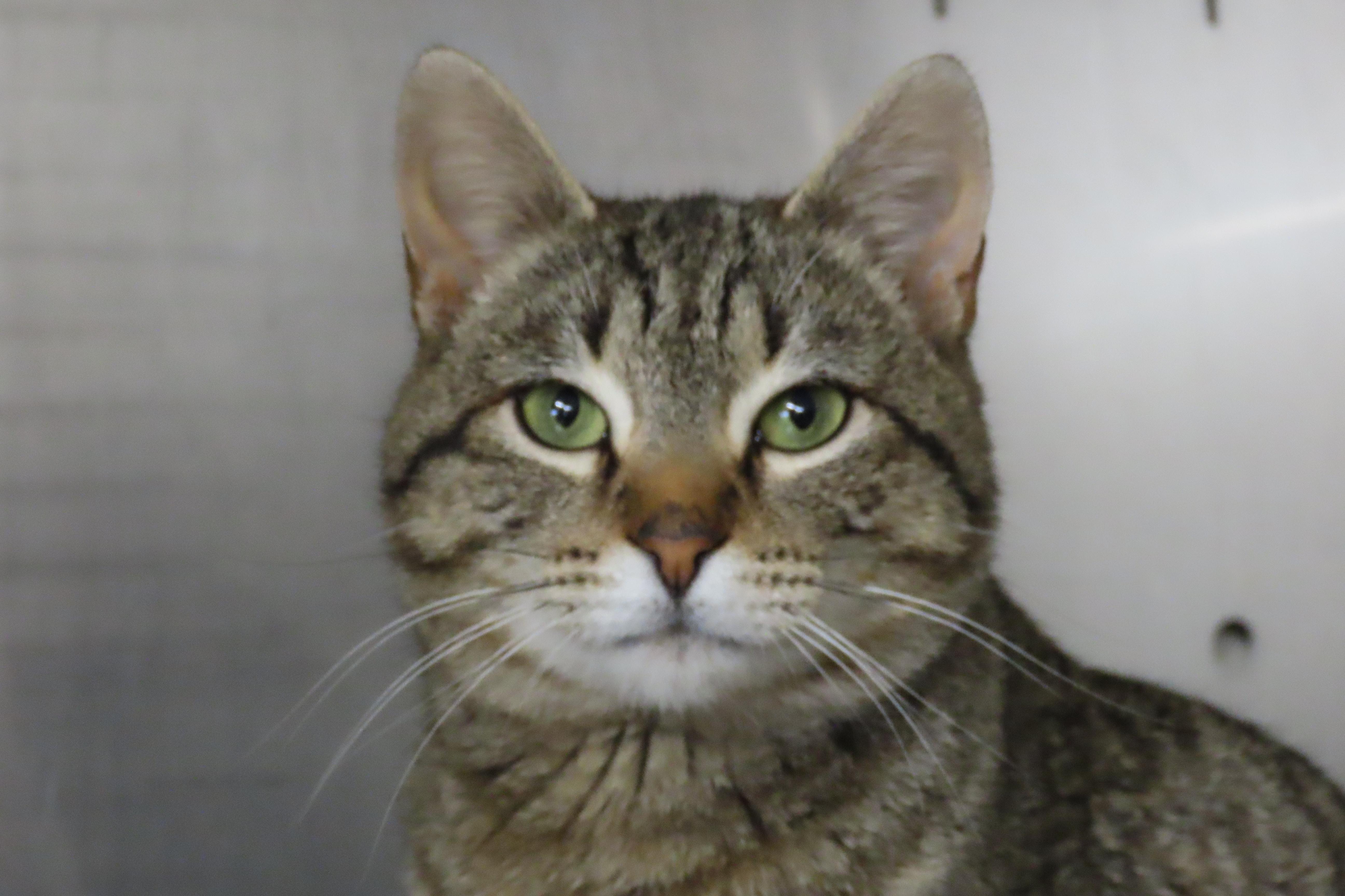 Fritz, adopted, Adult Male Domestic Short Hair.