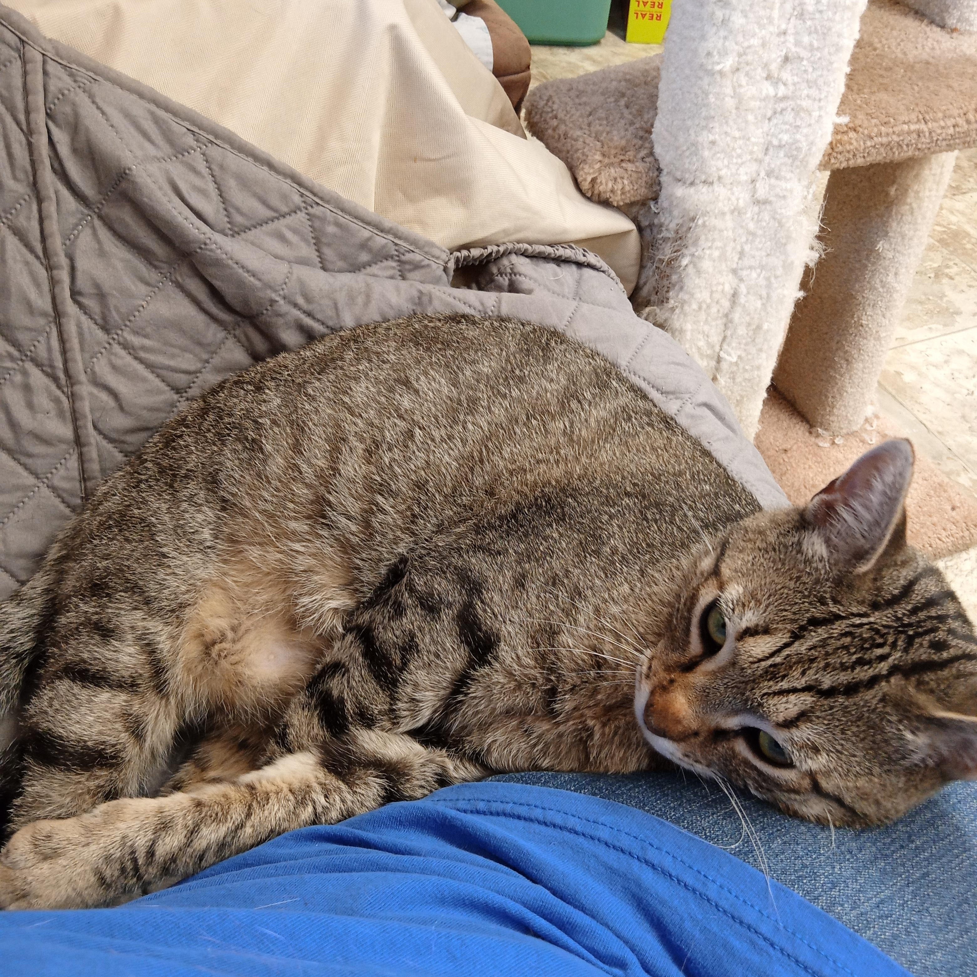 Enlarge Fritz, an adopted Domestic Short Hair in Chehalis, WA image 4/6