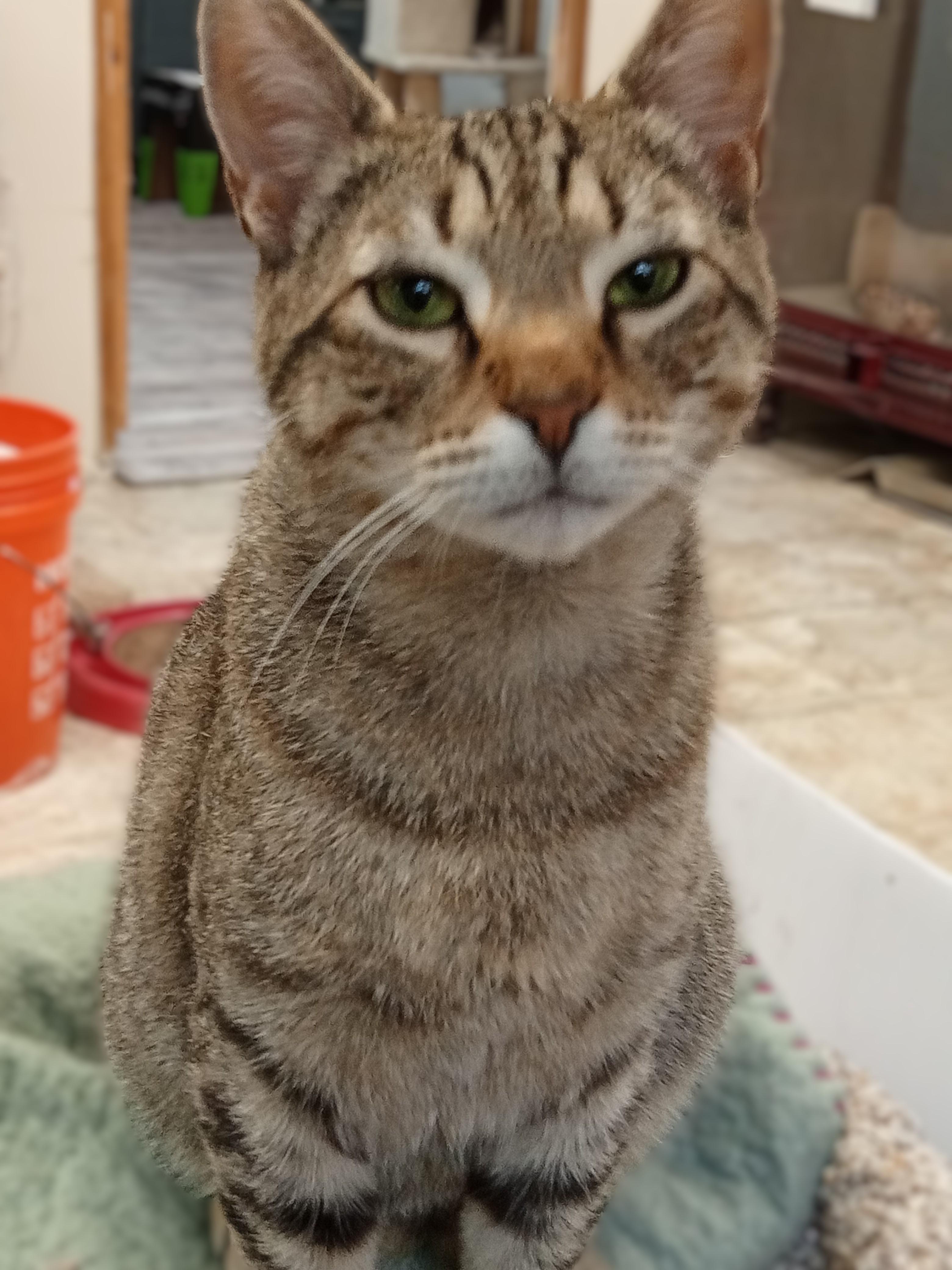 Enlarge Fritz, an adopted Domestic Short Hair in Chehalis, WA image 5/6