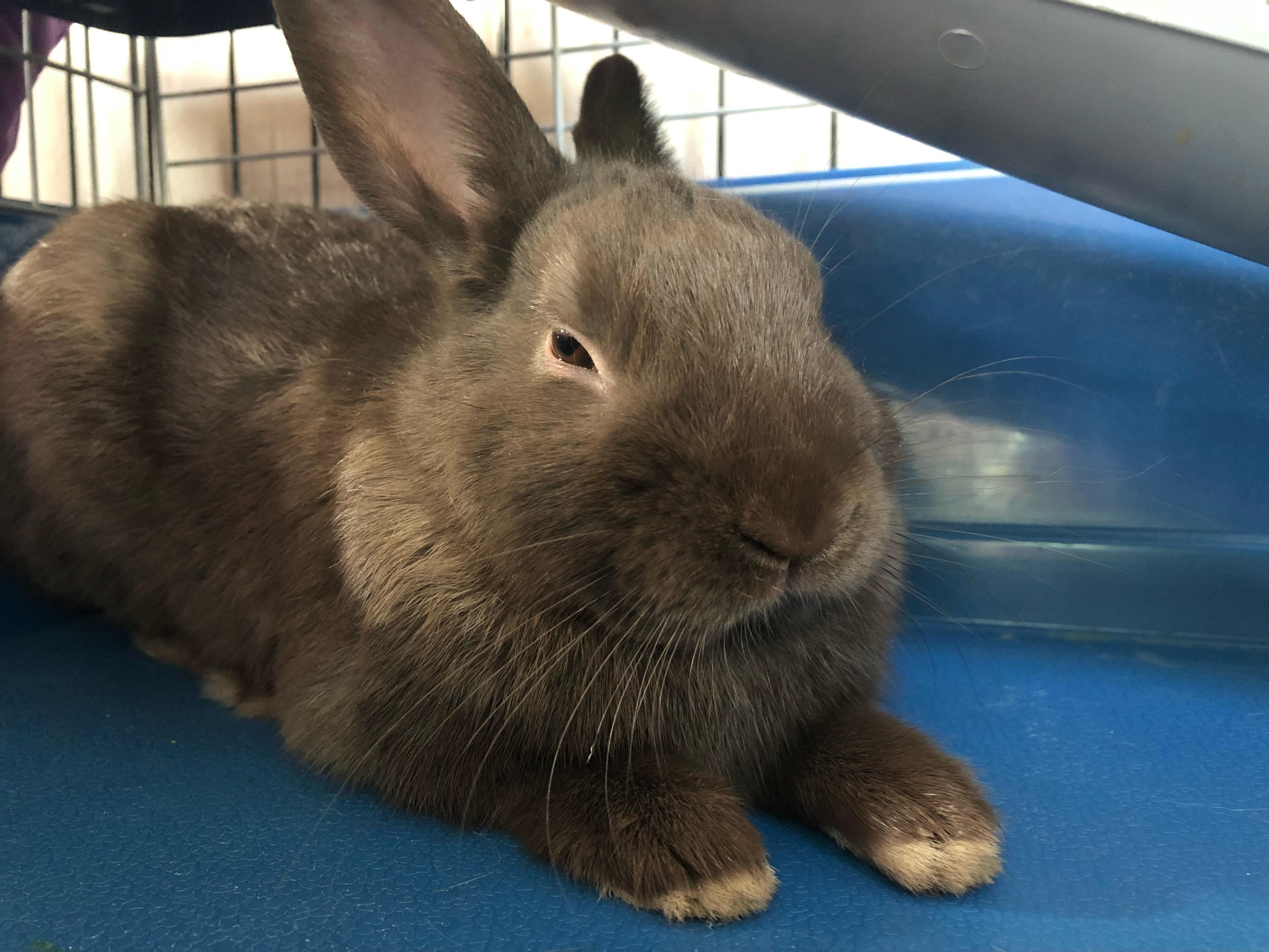 Enlarge Gerald, a Adoptable Polish in Atlantic Highlands, NJ image 1/5