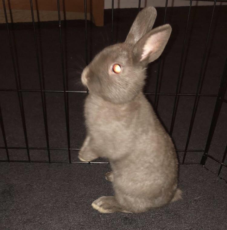 Enlarge Gerald, a Adoptable Polish in Atlantic Highlands, NJ image 2/5