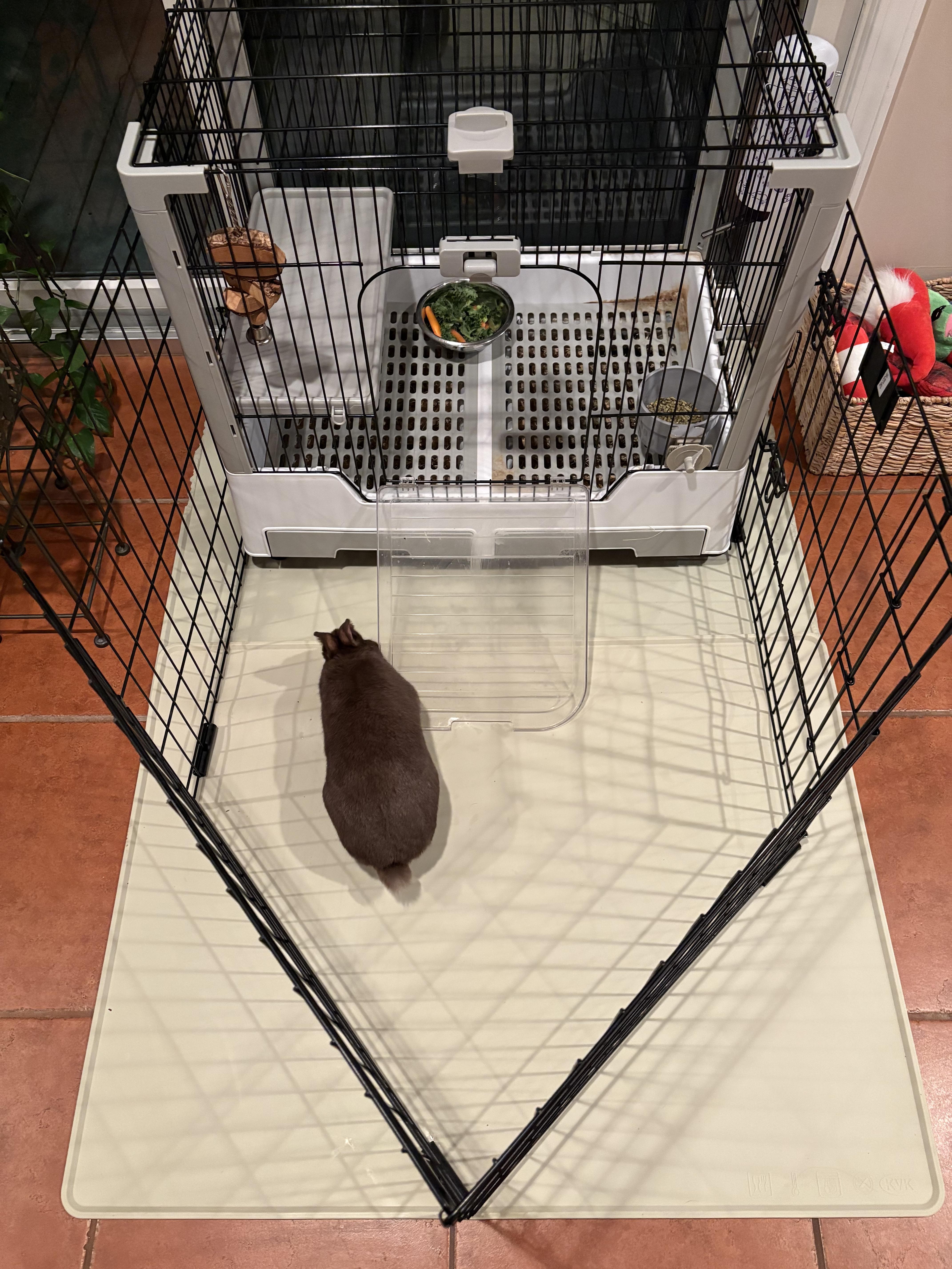 Enlarge Gerald, a Adoptable Polish in Atlantic Highlands, NJ image 3/5