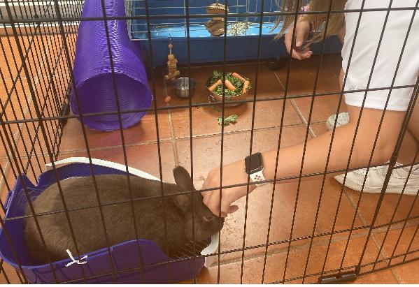 Enlarge Gerald, a Adoptable Polish in Atlantic Highlands, NJ image 5/5