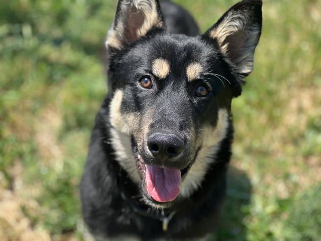 BARNEY, Adoptable, Young Male German Shepherd Dog.