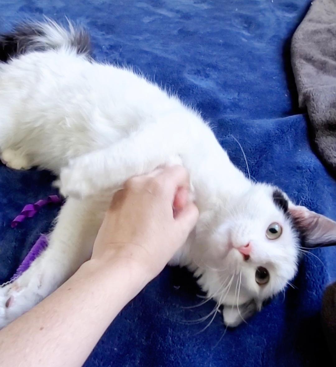 Enlarge Bruce, a ADOPTABLE Domestic Long Hair in Temecula, CA image 5/5