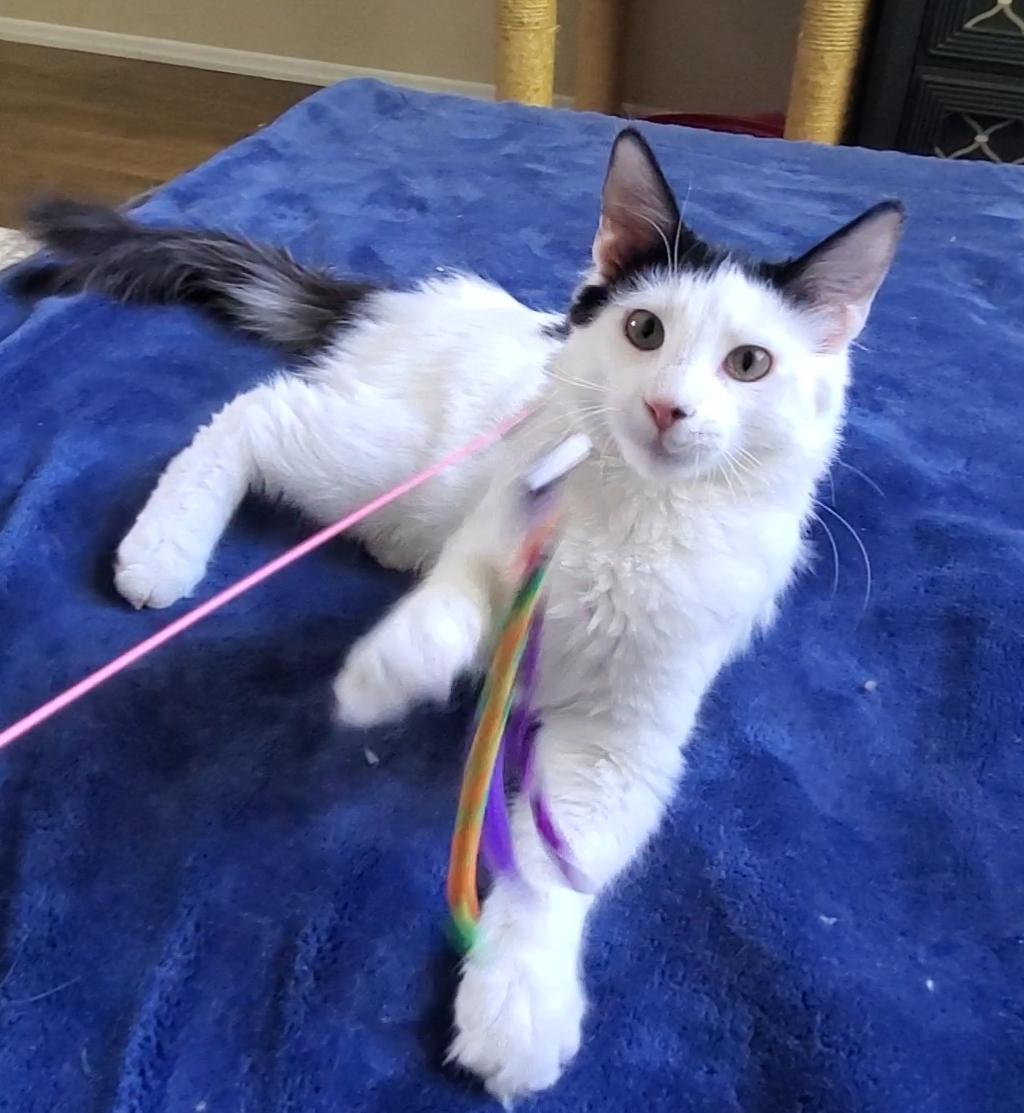 Bruce, ADOPTABLE, Young Male Domestic Long Hair.