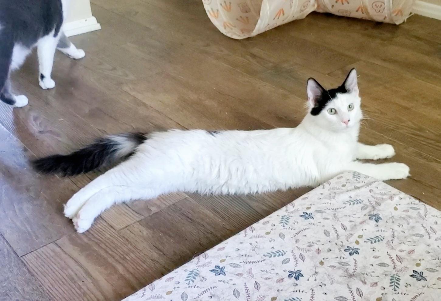 Enlarge Bruce, a ADOPTABLE Domestic Long Hair in Temecula, CA image 4/5