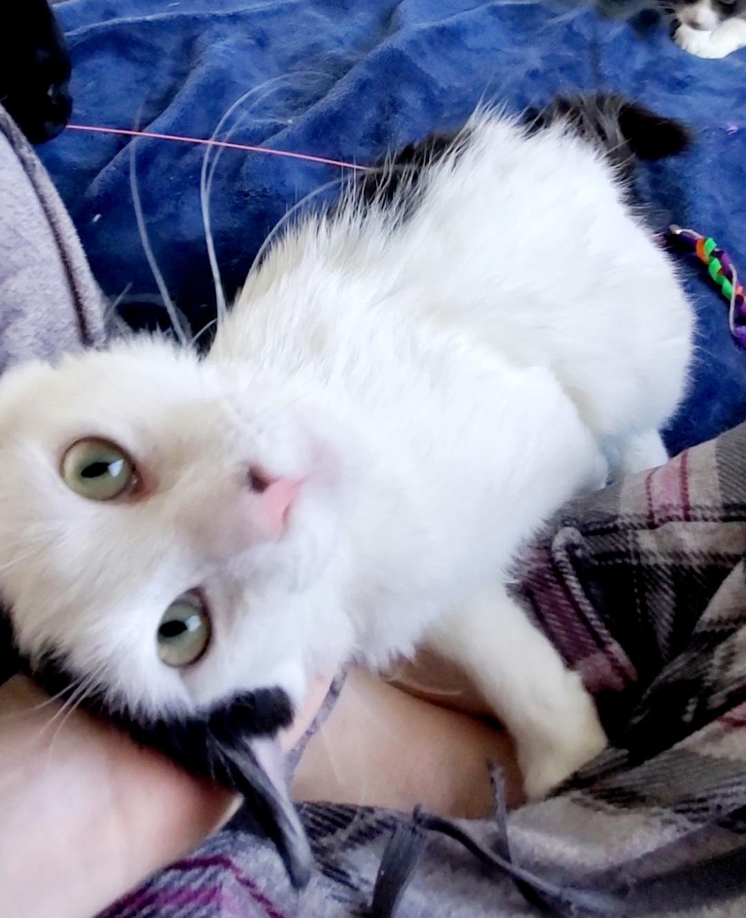 Enlarge Bruce, a ADOPTABLE Domestic Long Hair in Temecula, CA image 3/5