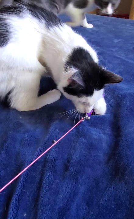 Enlarge Bruce, a ADOPTABLE Domestic Long Hair in Temecula, CA video 2/5